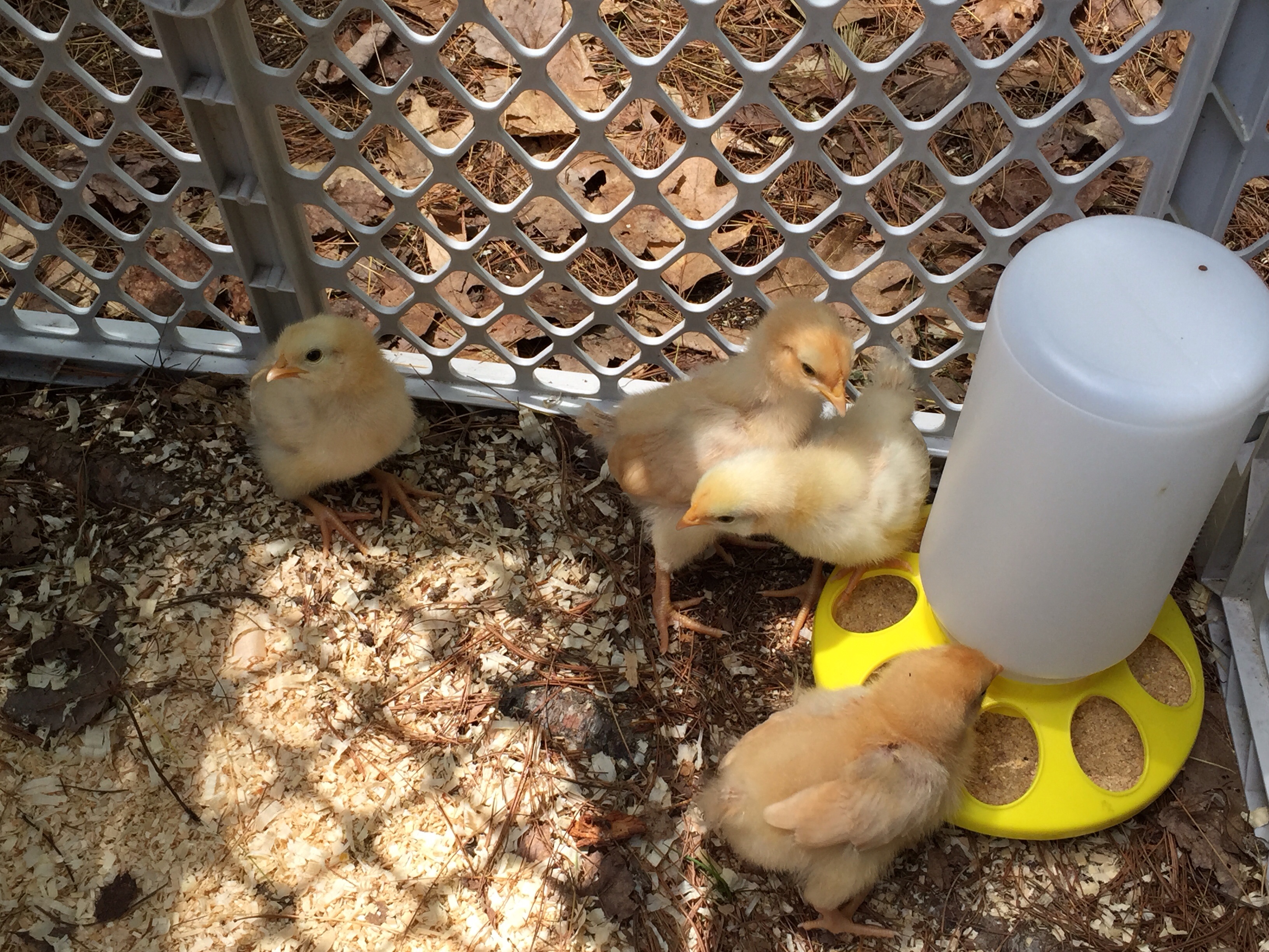 Second 4, still tiny.