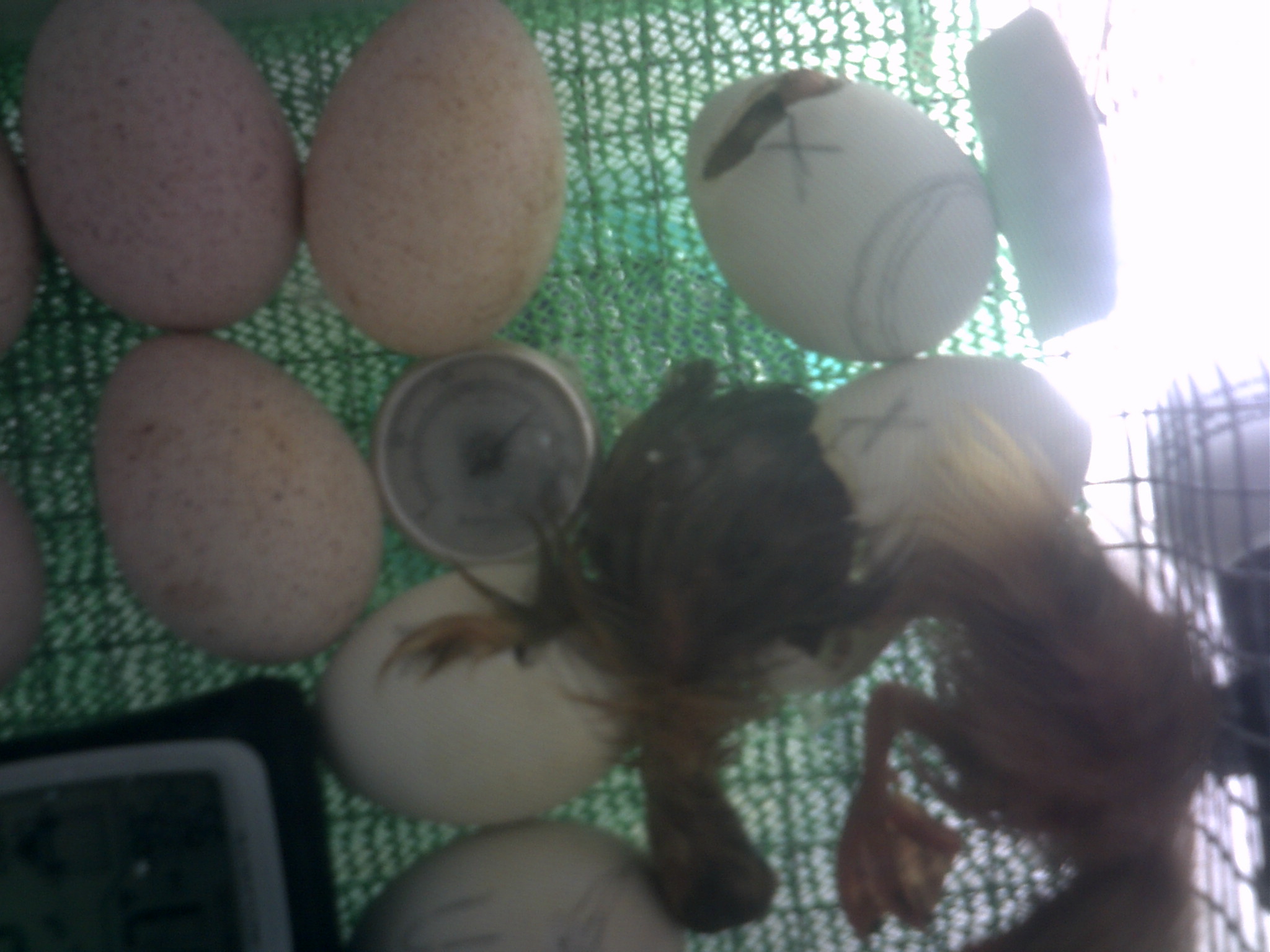 second anacona chick hatch mere minutes after the first