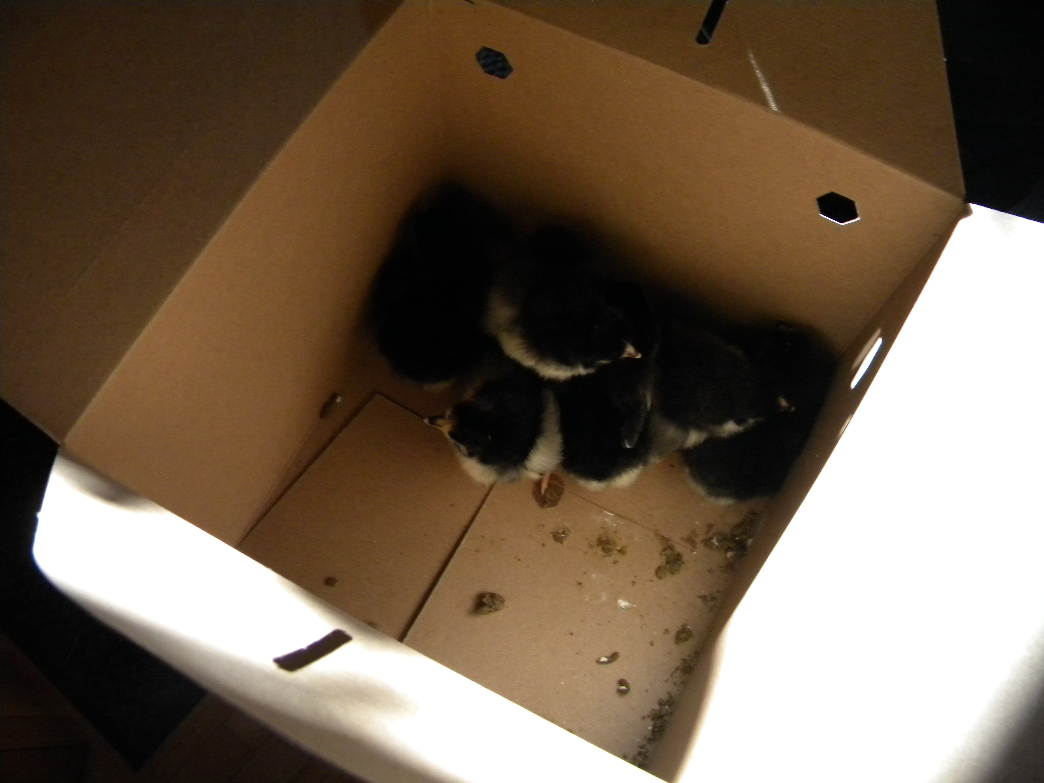 Second Batch BAs