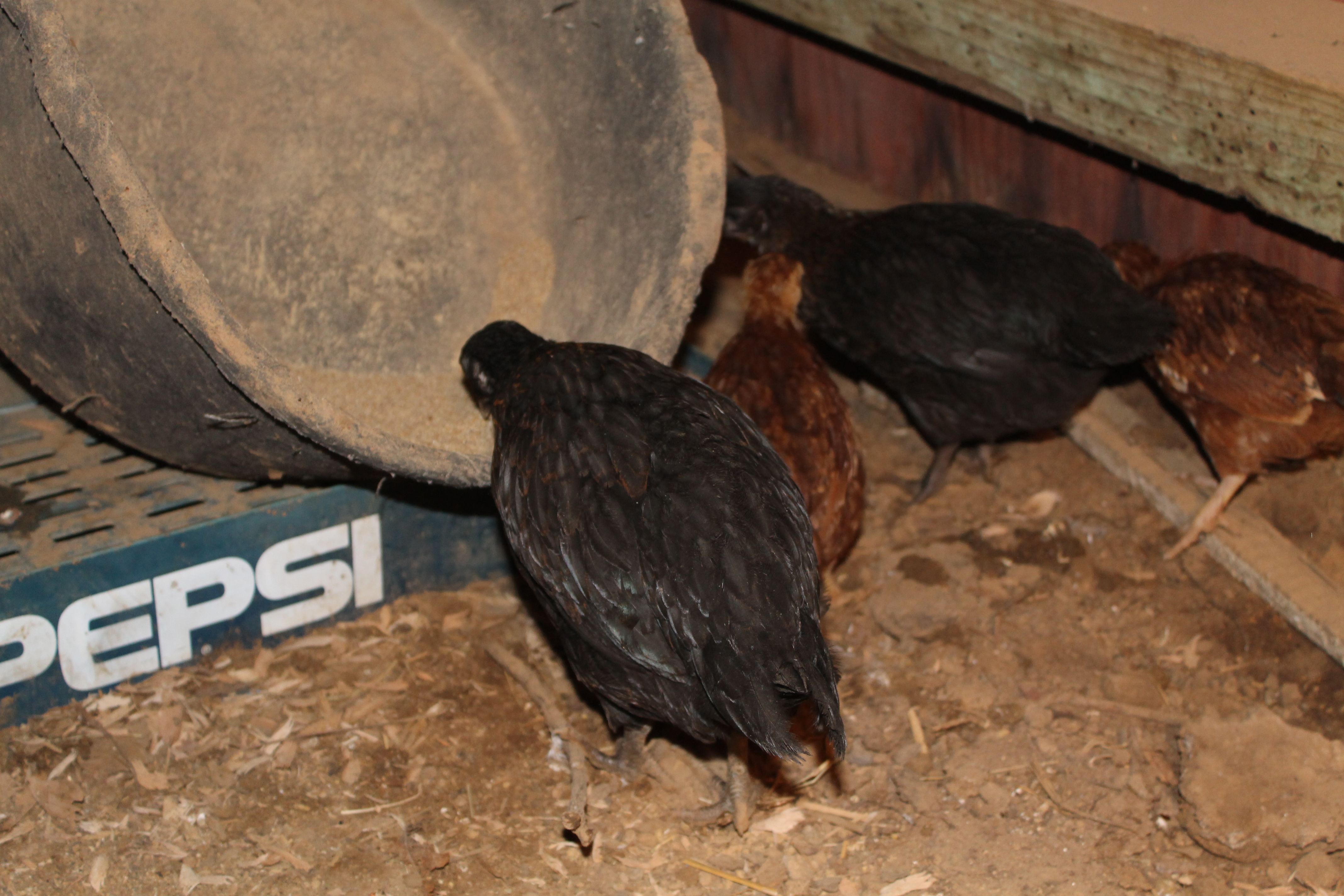 Second batch of chicks- giant mystery chickens