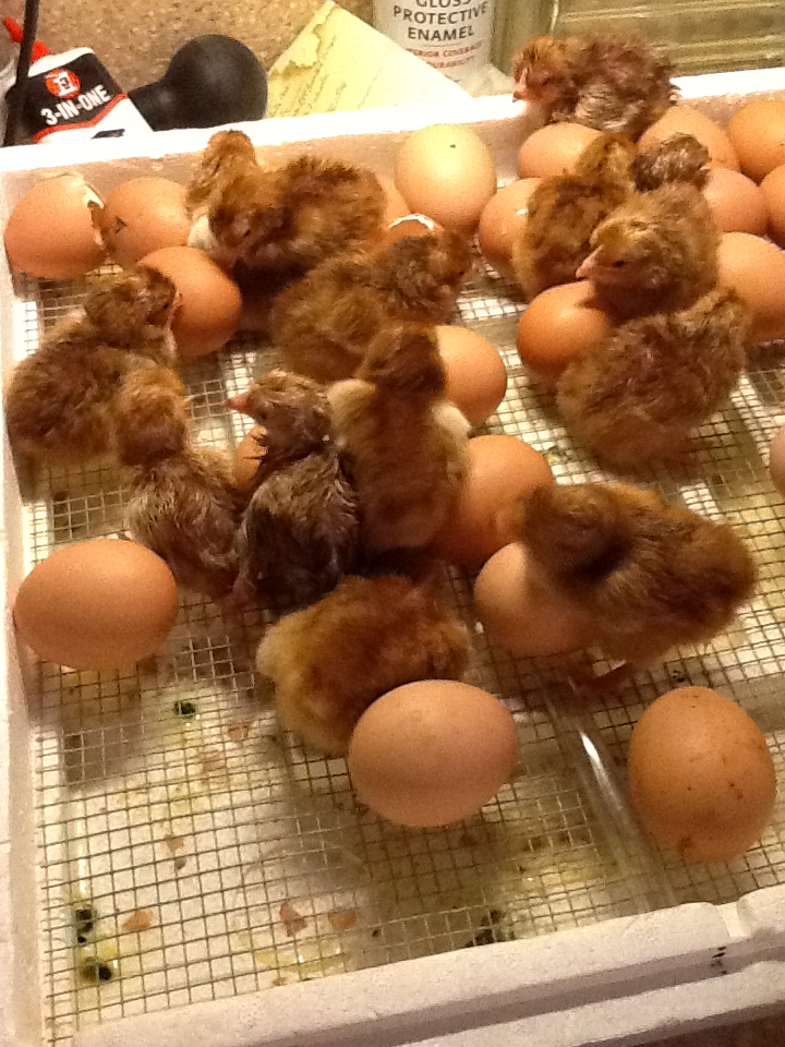 Second batch of chicks