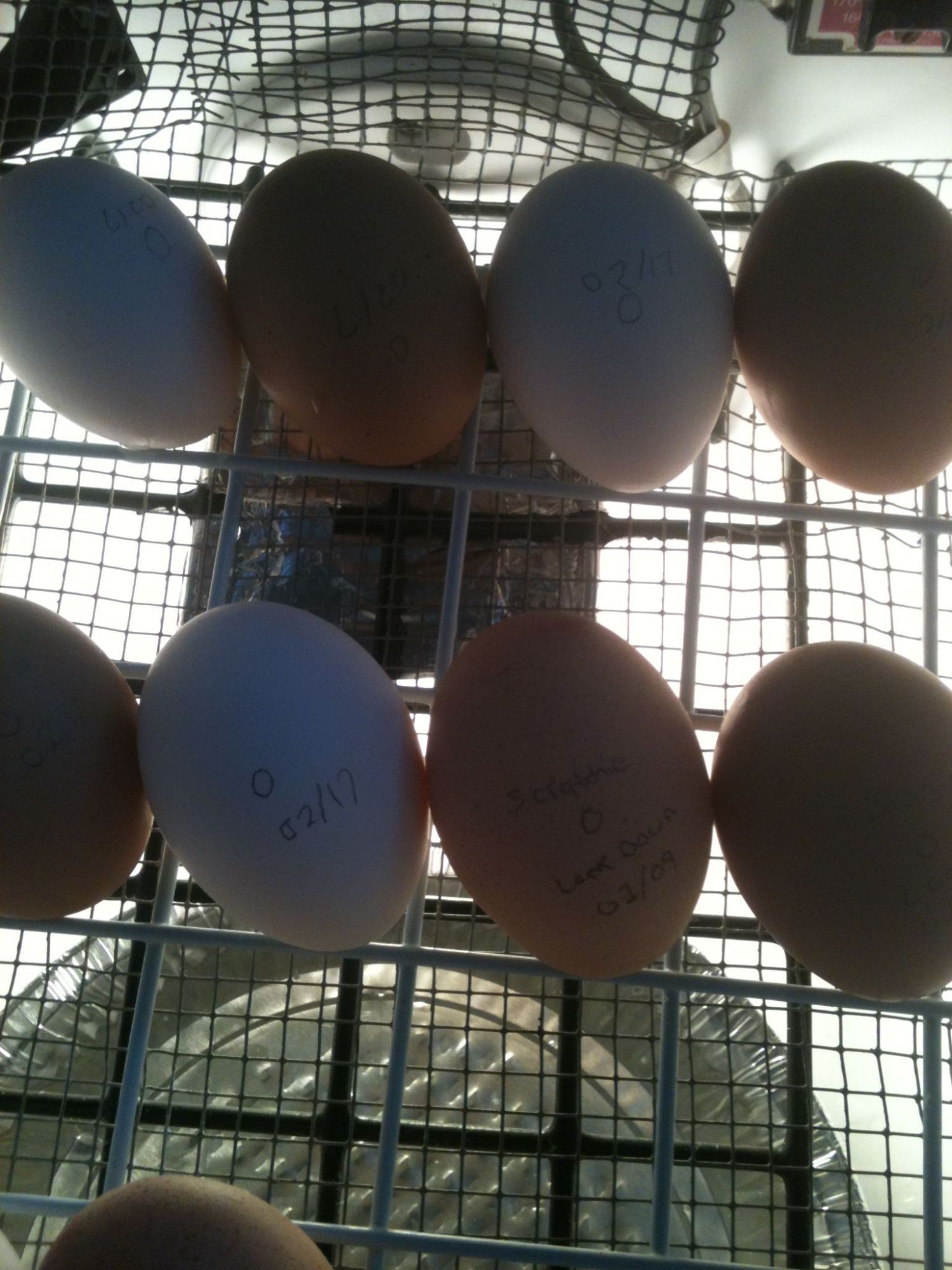 Second batch of egg's for us. They should start hatching around Feb 12/13