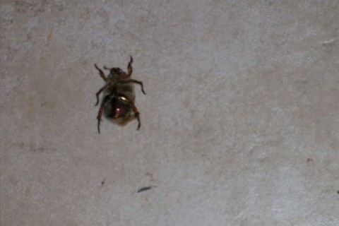 Second bug's belly was irredescent.