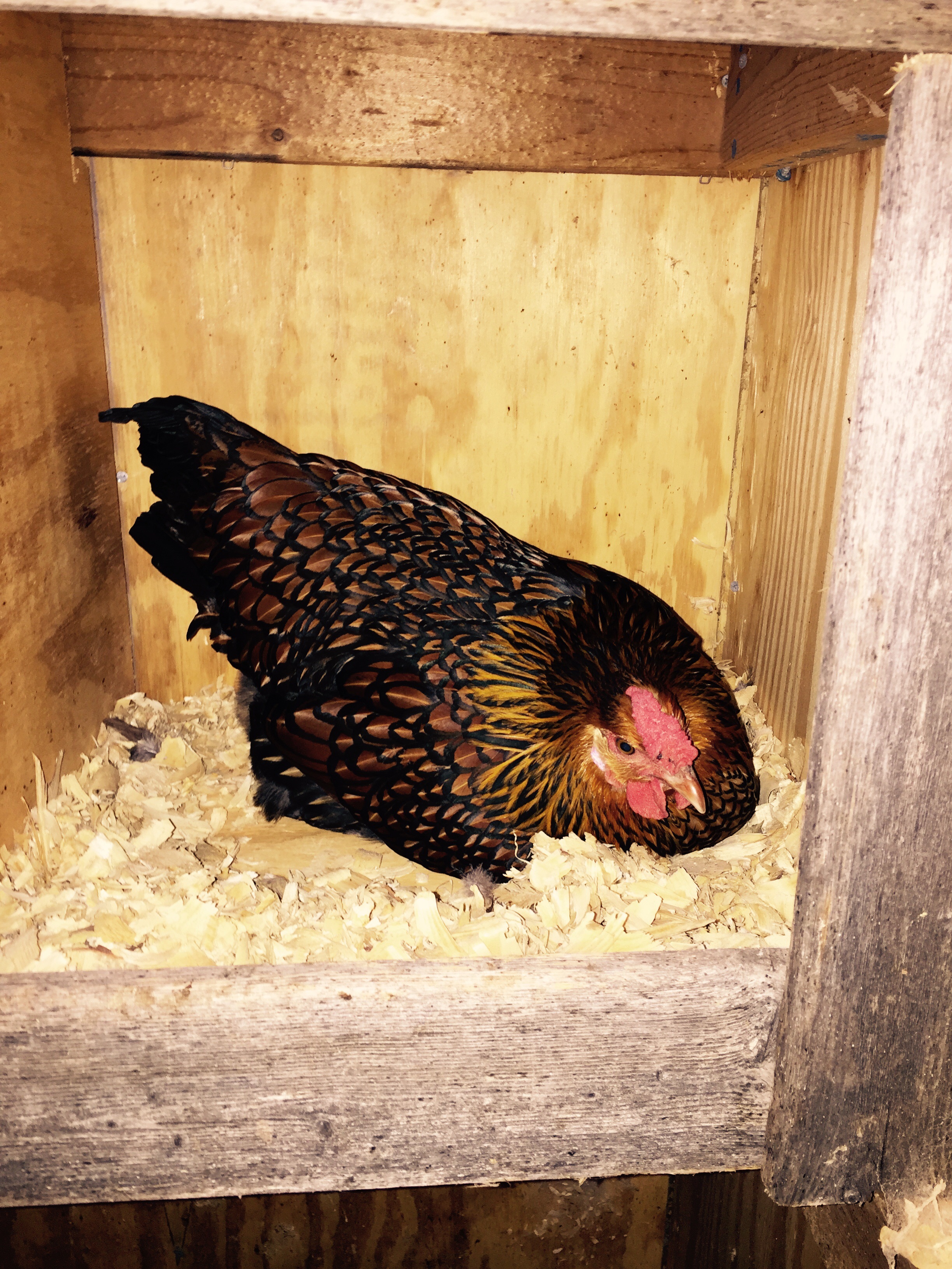 Second egg! The girls are getting settled in their new home.