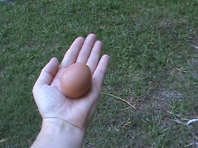 Second egg