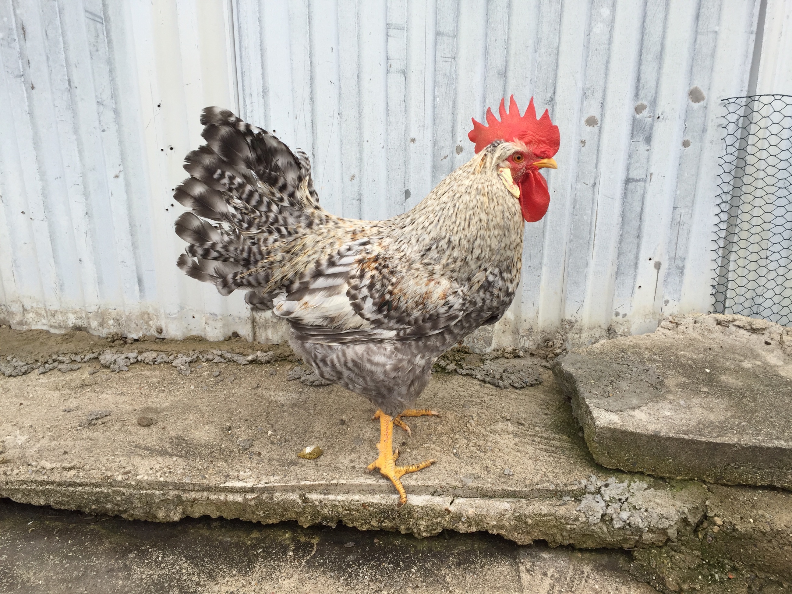 Second generation cockerel