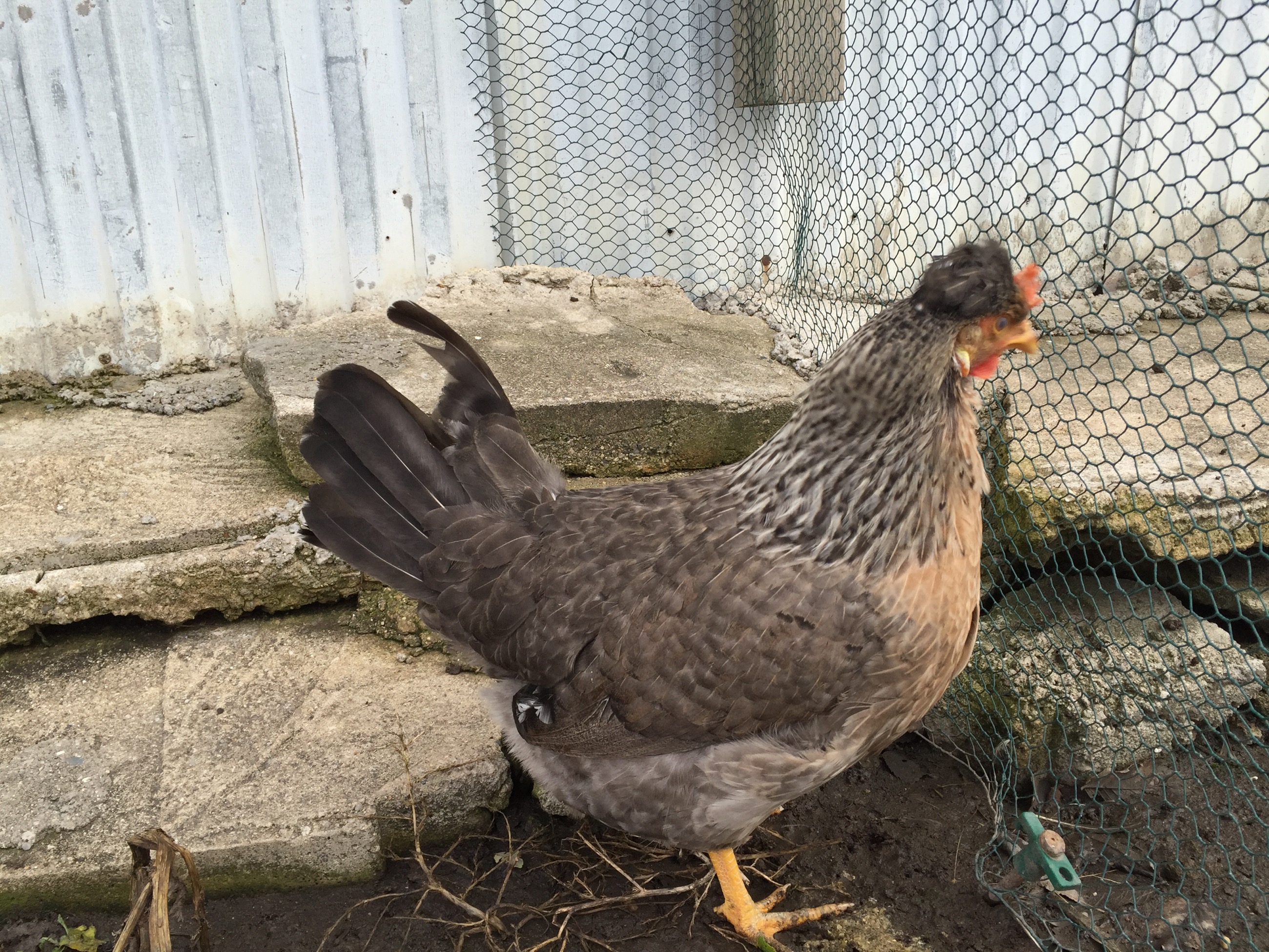 Second generation pullet