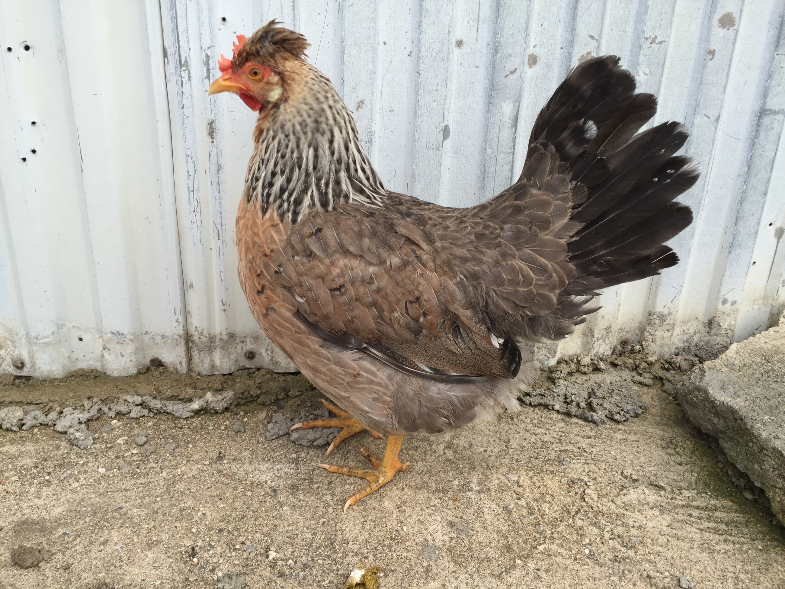 Second generation pullet
