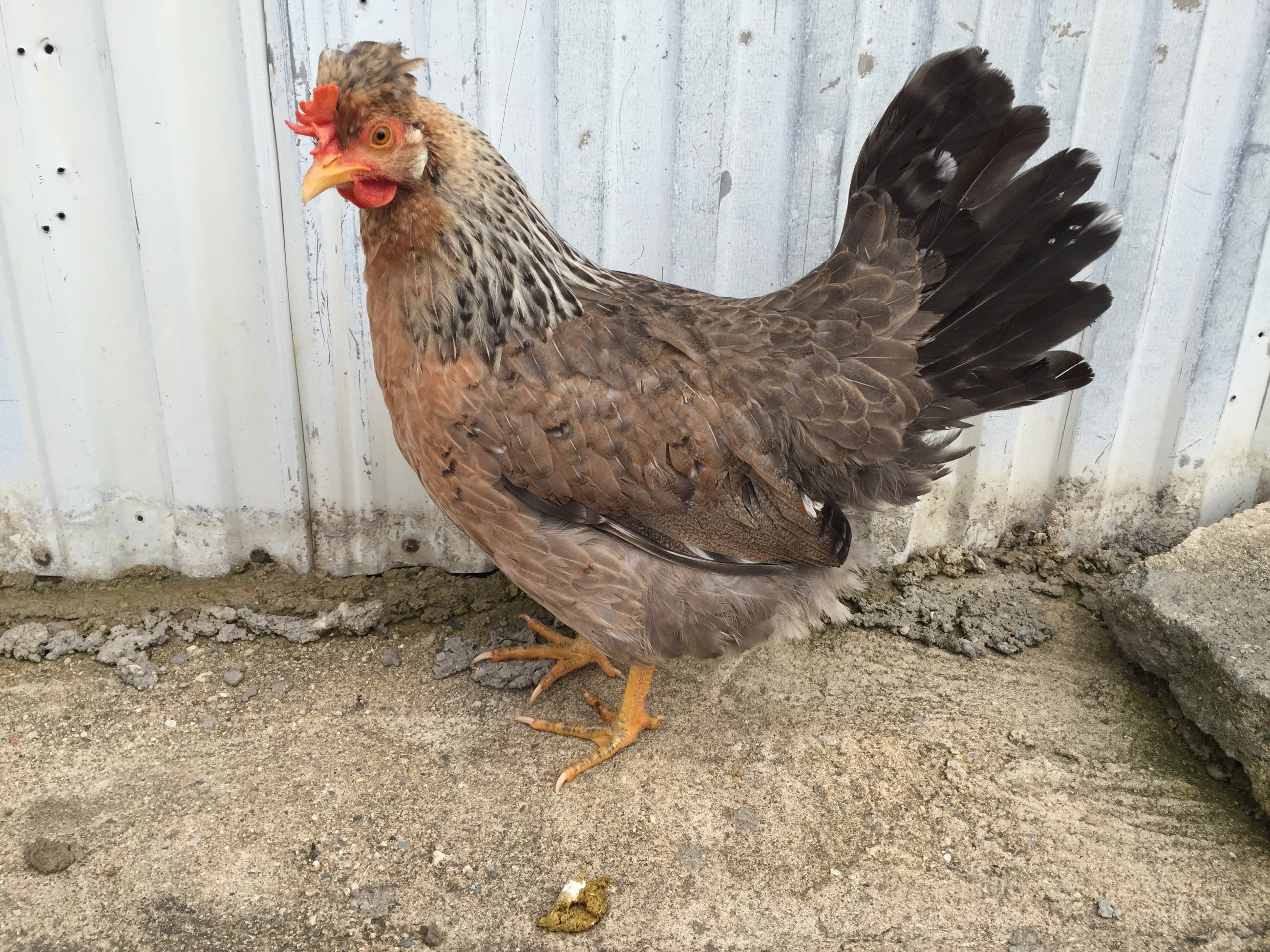 Second generation pullet