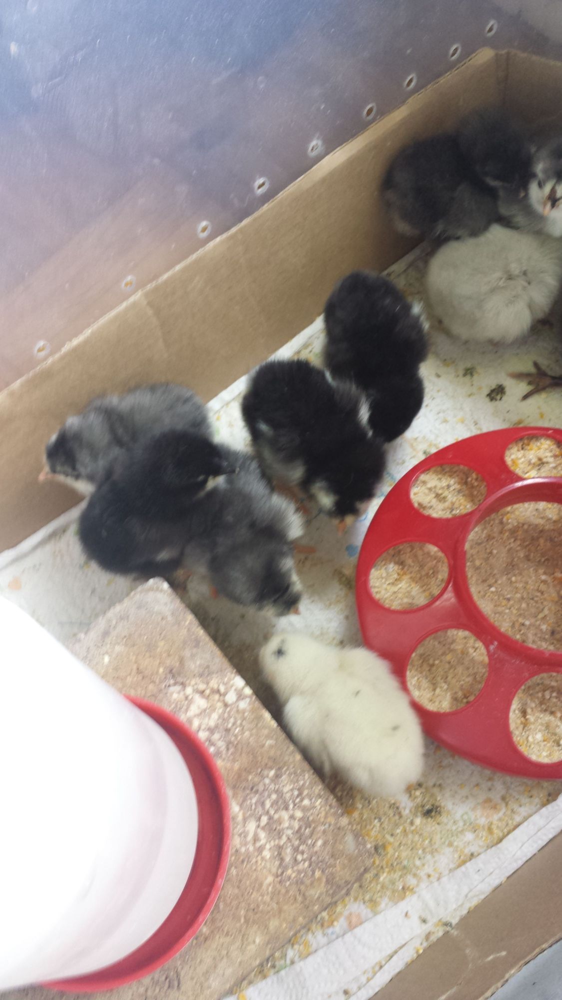 Second hatch after a few weeks