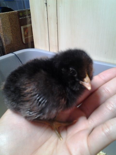 Second hatch (April 28, 2015).
Ameraucana (EE?) chick.
Sire and Dam are Ameraucana (EE?)