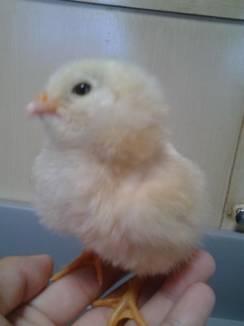 Second hatch (April 28, 2015).
Buff Orpington x Ameraucana (EE?) hybrid chick named Boss.
Sire is Buff Orpington, Dam is Ameraucana (EE?).
Looks Buff overall, but has fluffy cheeks like Ameraucana. Biggest chick of the bunch