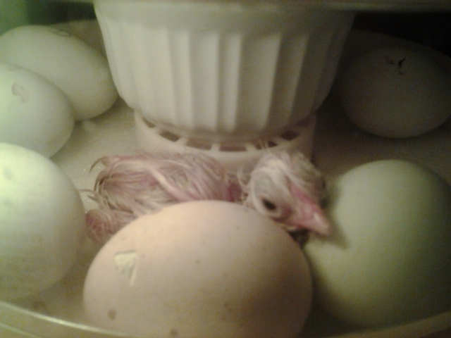 Second hatch, first babe.
Hatched on April 27, 2015 at 10:30 PM.
Buff Orpington x Ameraucana (EE?) hybrid chick named Boss.
Sire is Buff Orpington, Dam is Ameraucana (EE?)