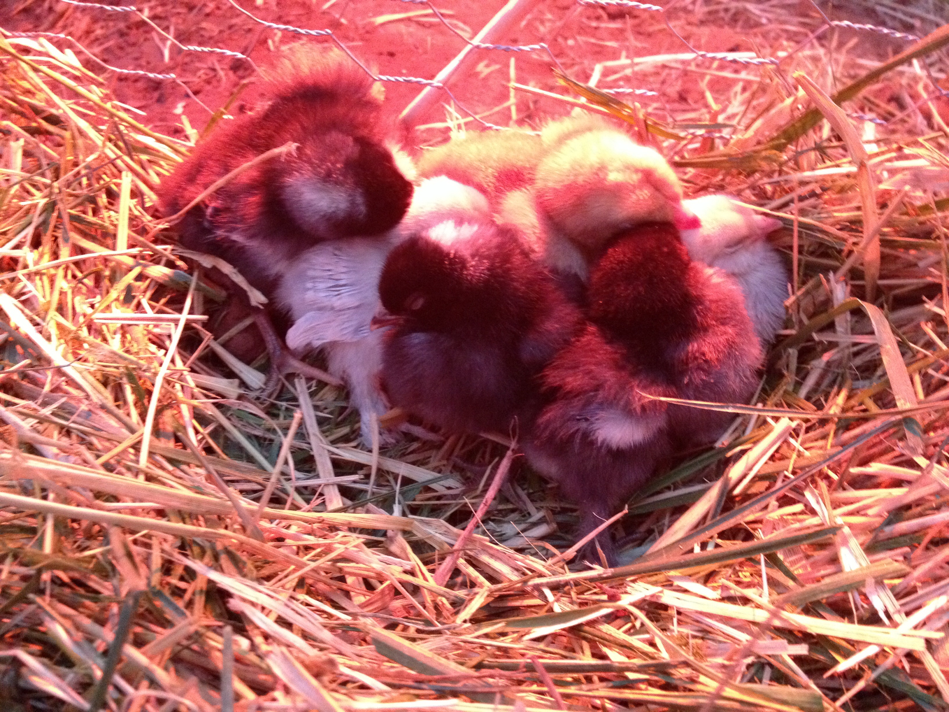 Second night nice and cozy by the heat lamp! 4/23/2014