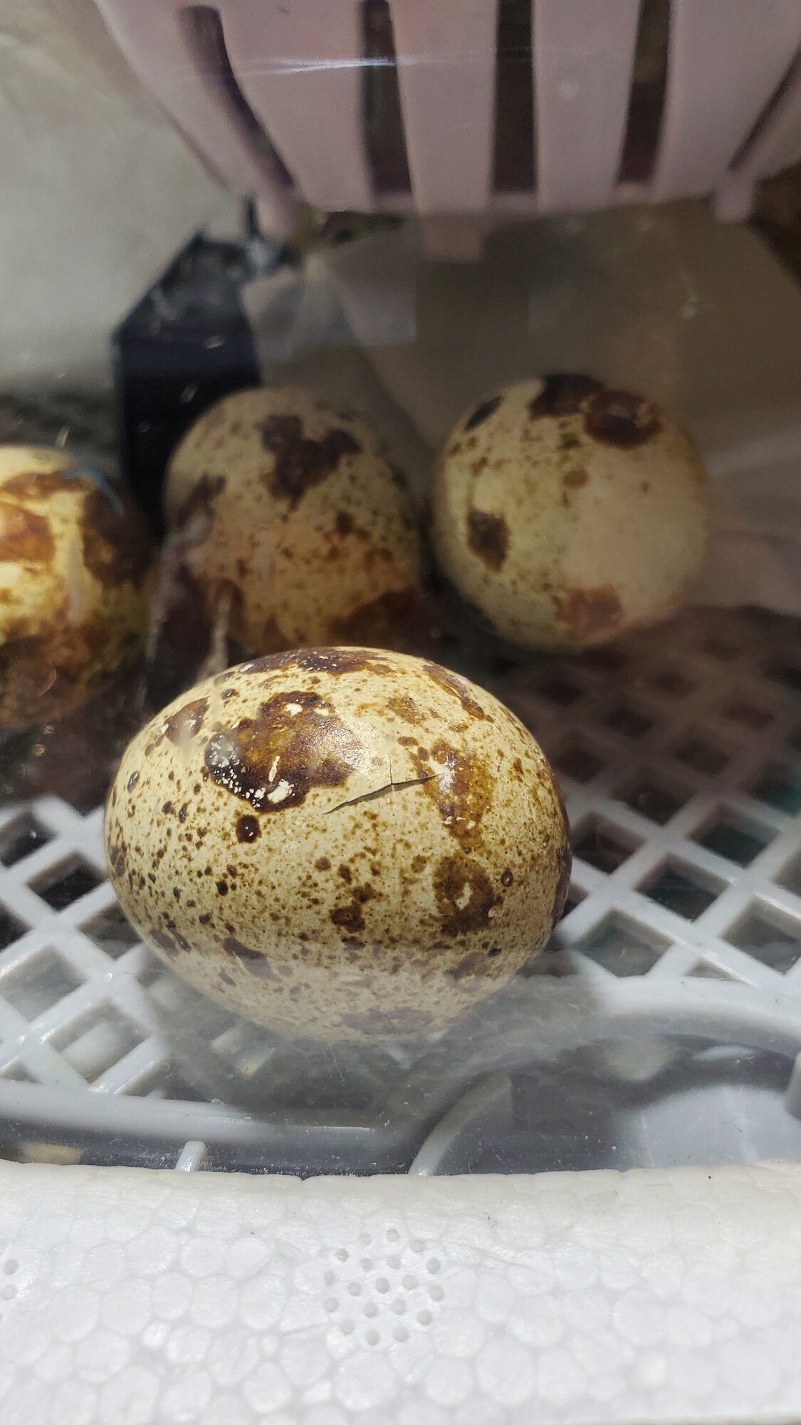 Second to pip last to hatch!