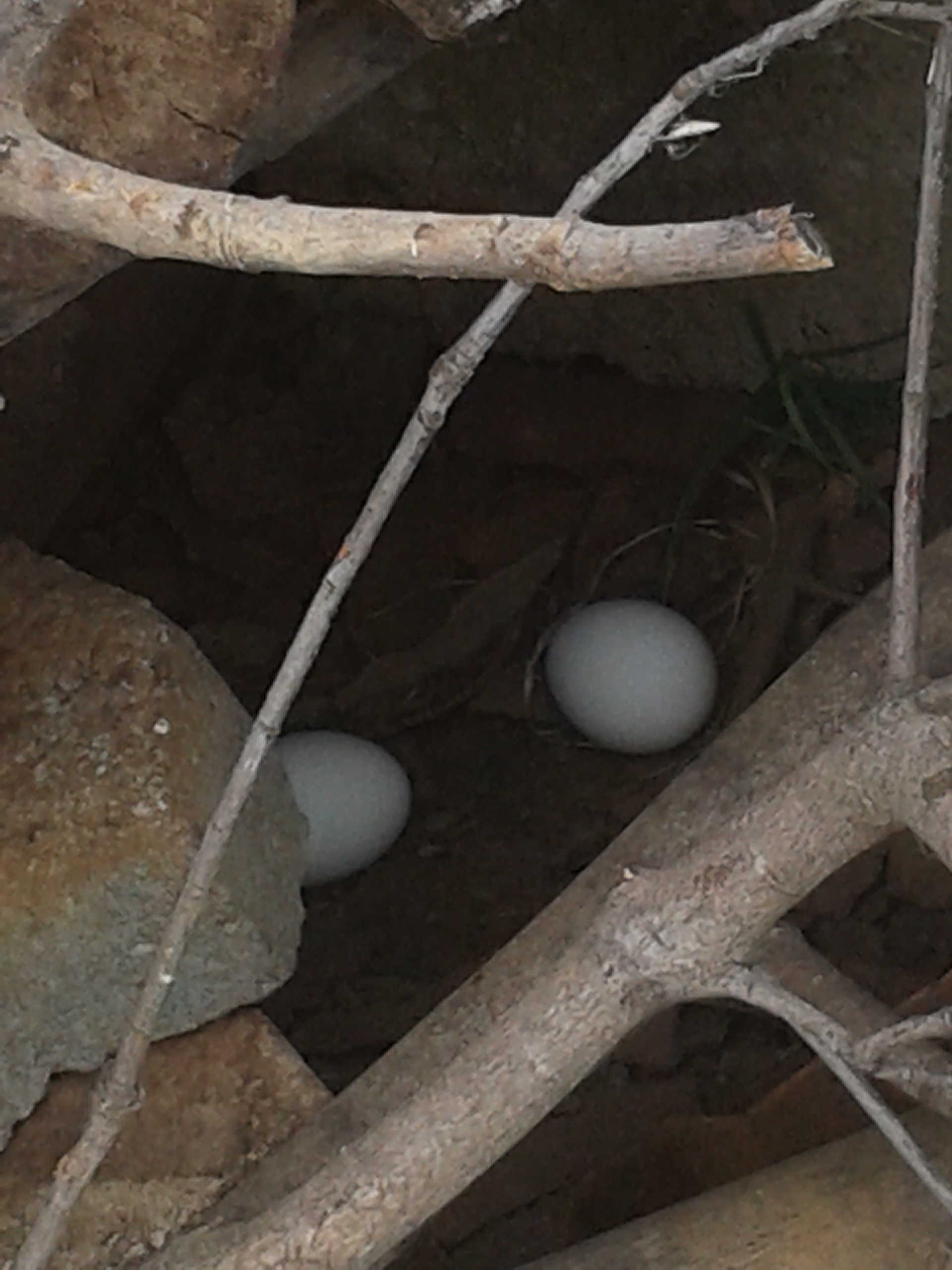 secret nest I discovered today from my of my black bantam hens.