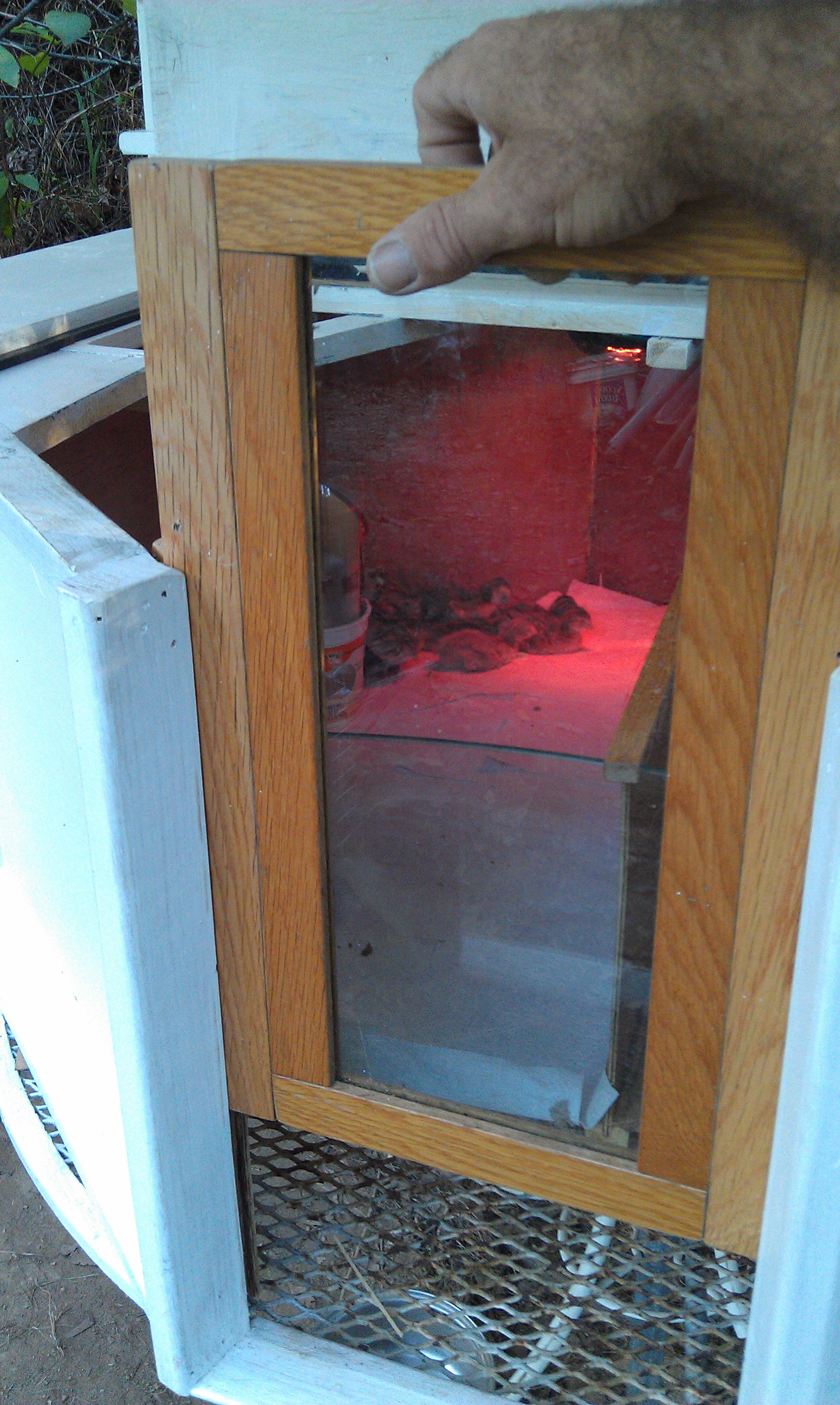 [see previous photo] ... and then the front panel can be removed. The internal glass panel and dividers have since been raised 4-5" because the keets had already begun to fly over. That panel also serves to control the air movement, and this brooder allows for continuous fresh air without the birds havin' to suffer any drafts.