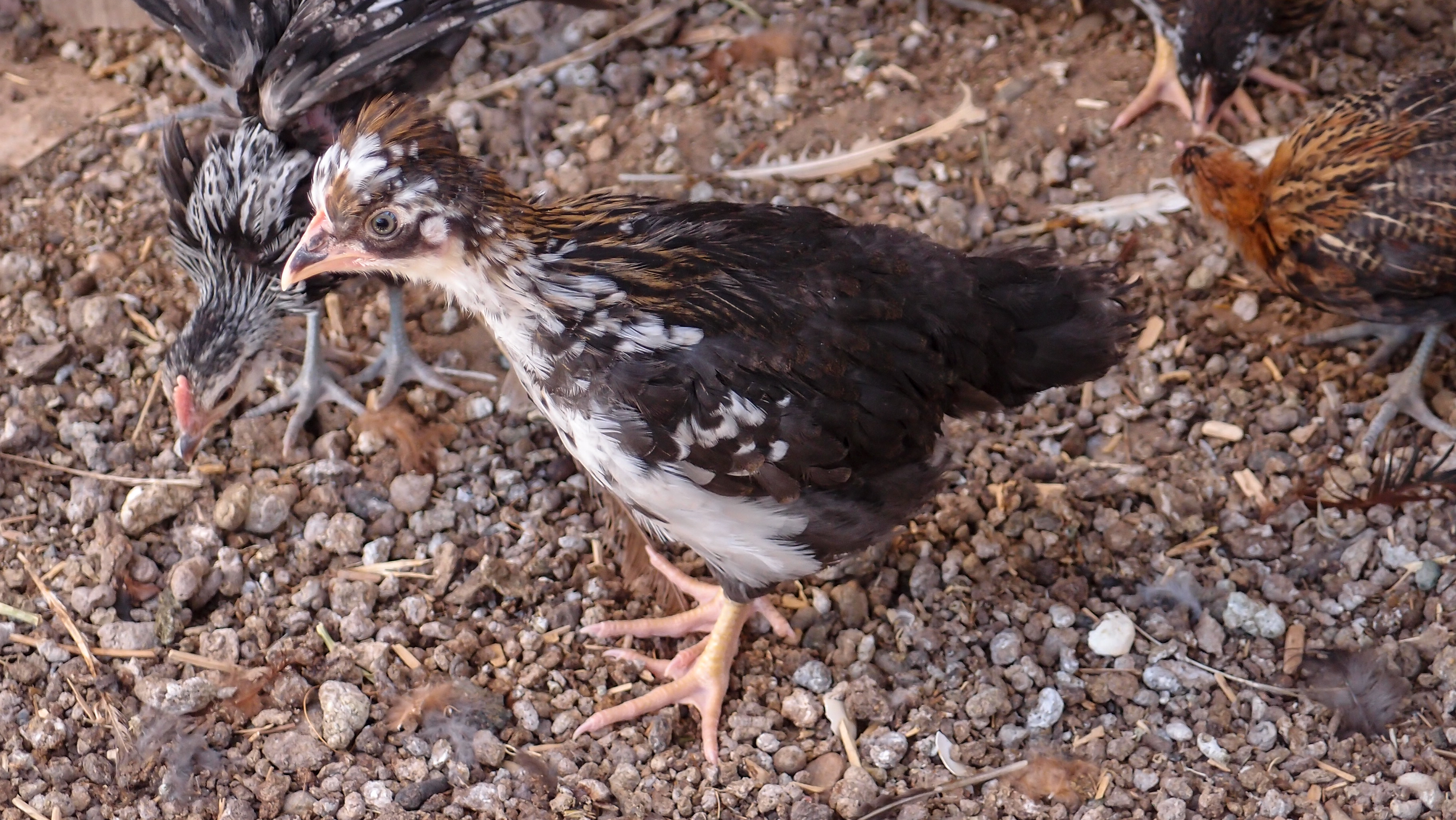 See, S/HE does look like a roadrunner