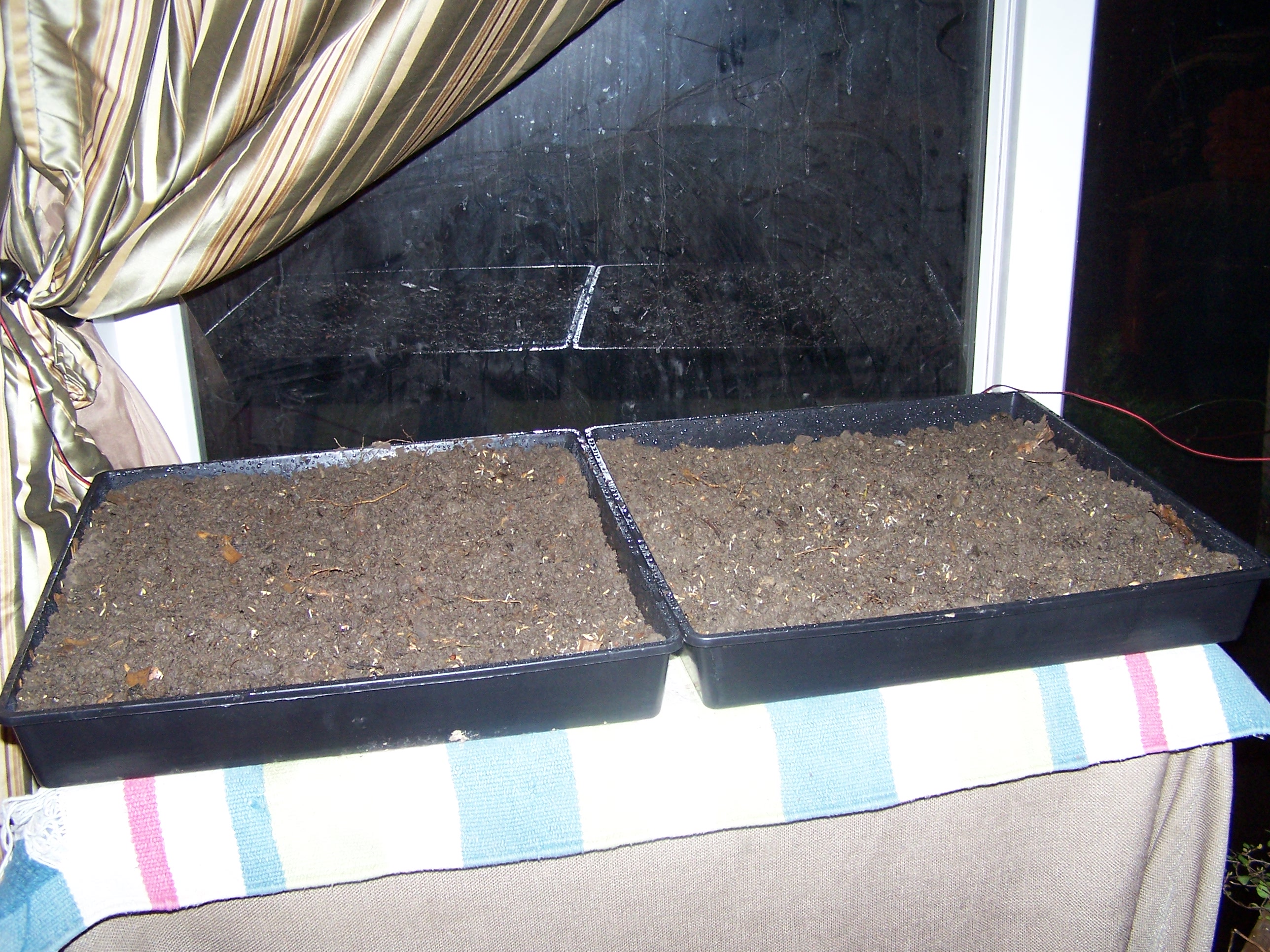 Seeds are started...