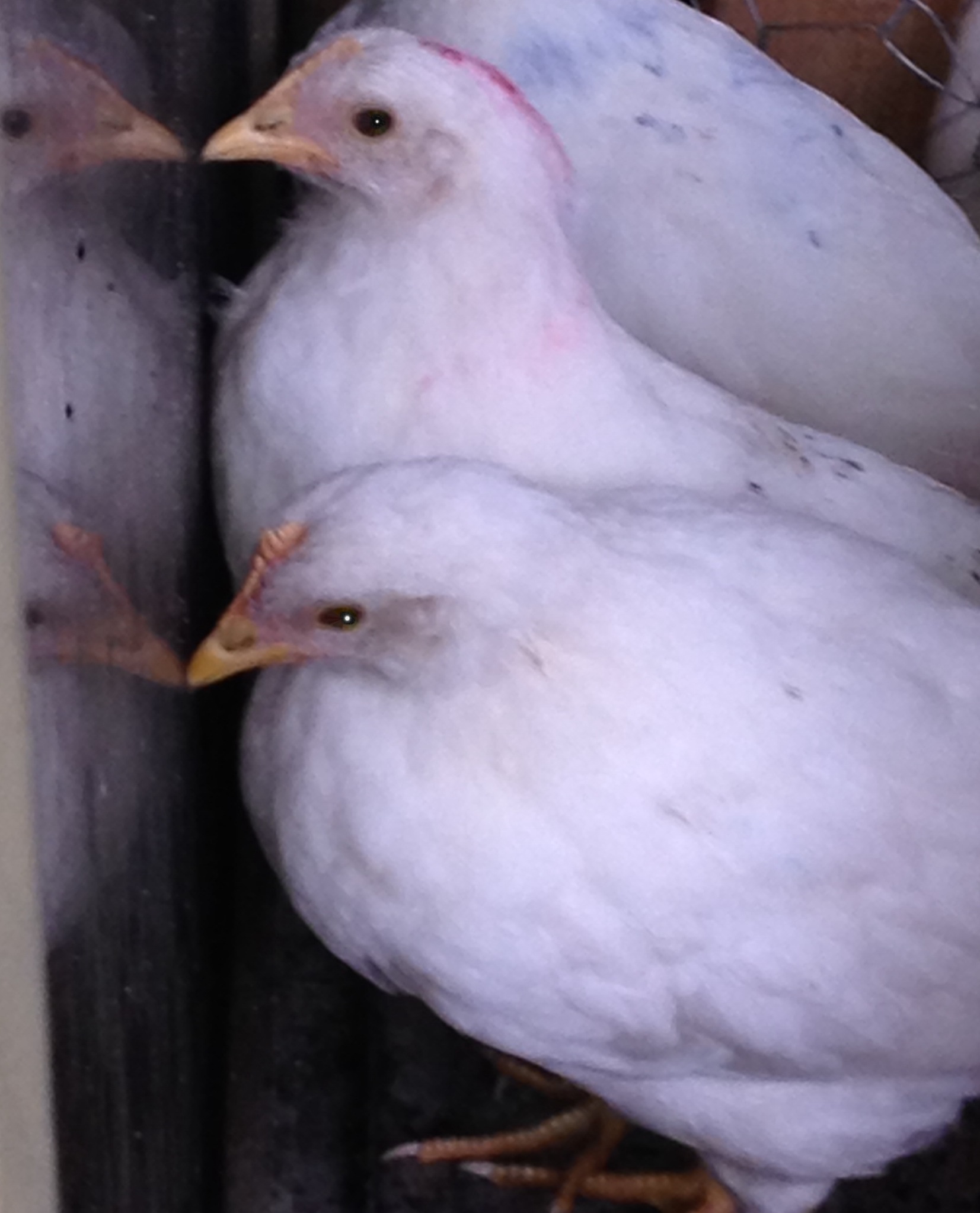 Seeing what's happening inside.