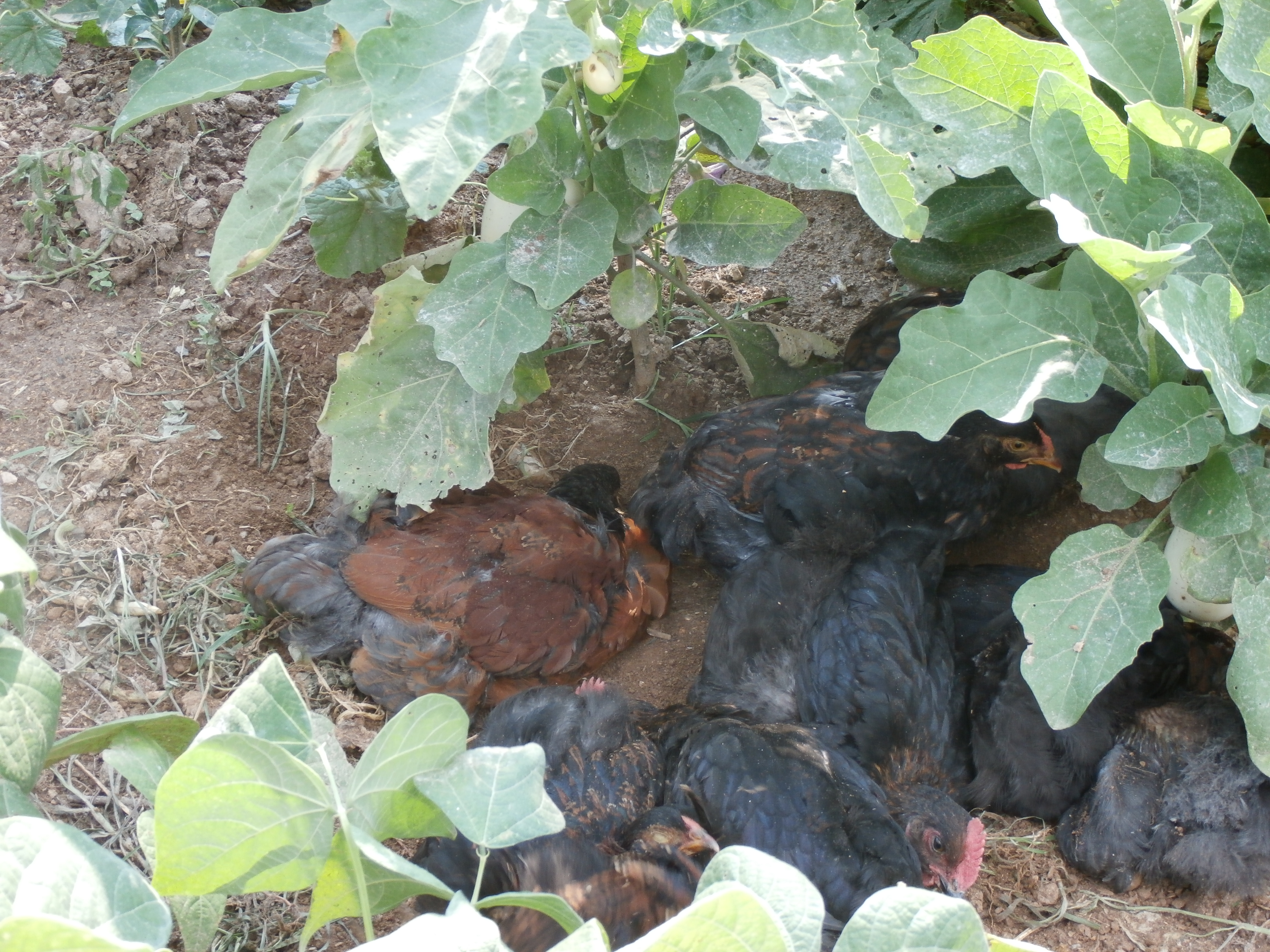 Seeking shade and dust bathing in the garden under the eggplants.