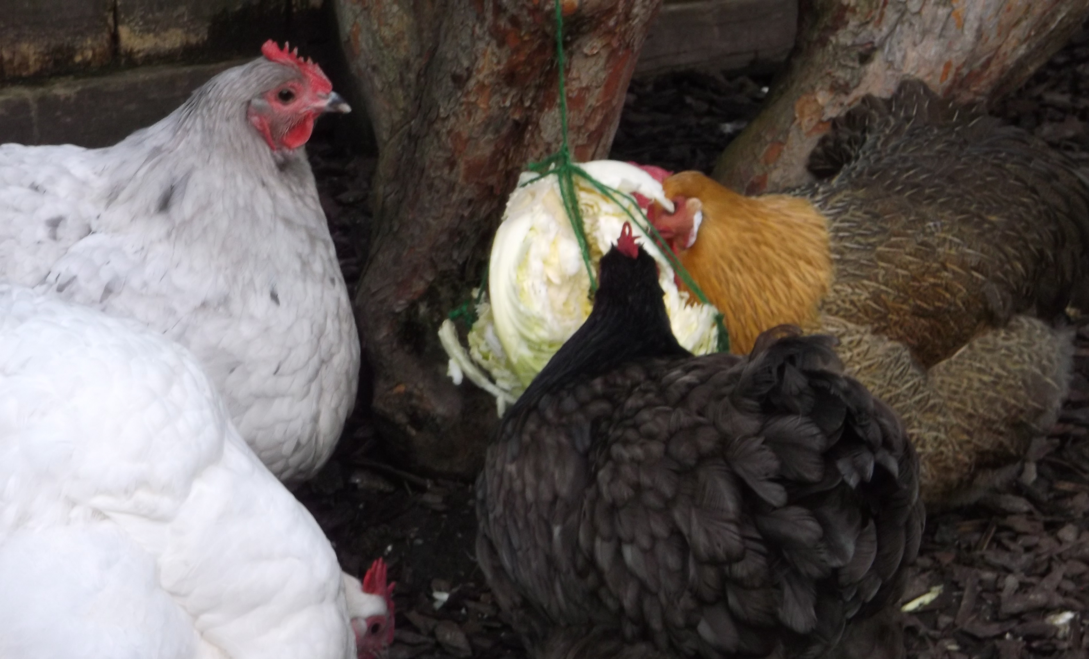 Seems like the cabbage ''Pinata'' was popular.
