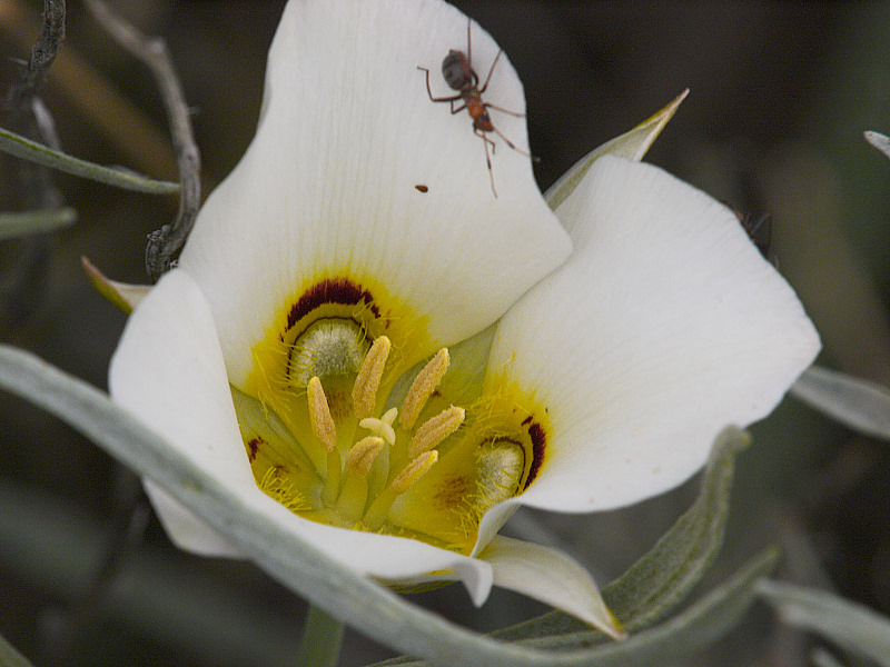Sego Lily