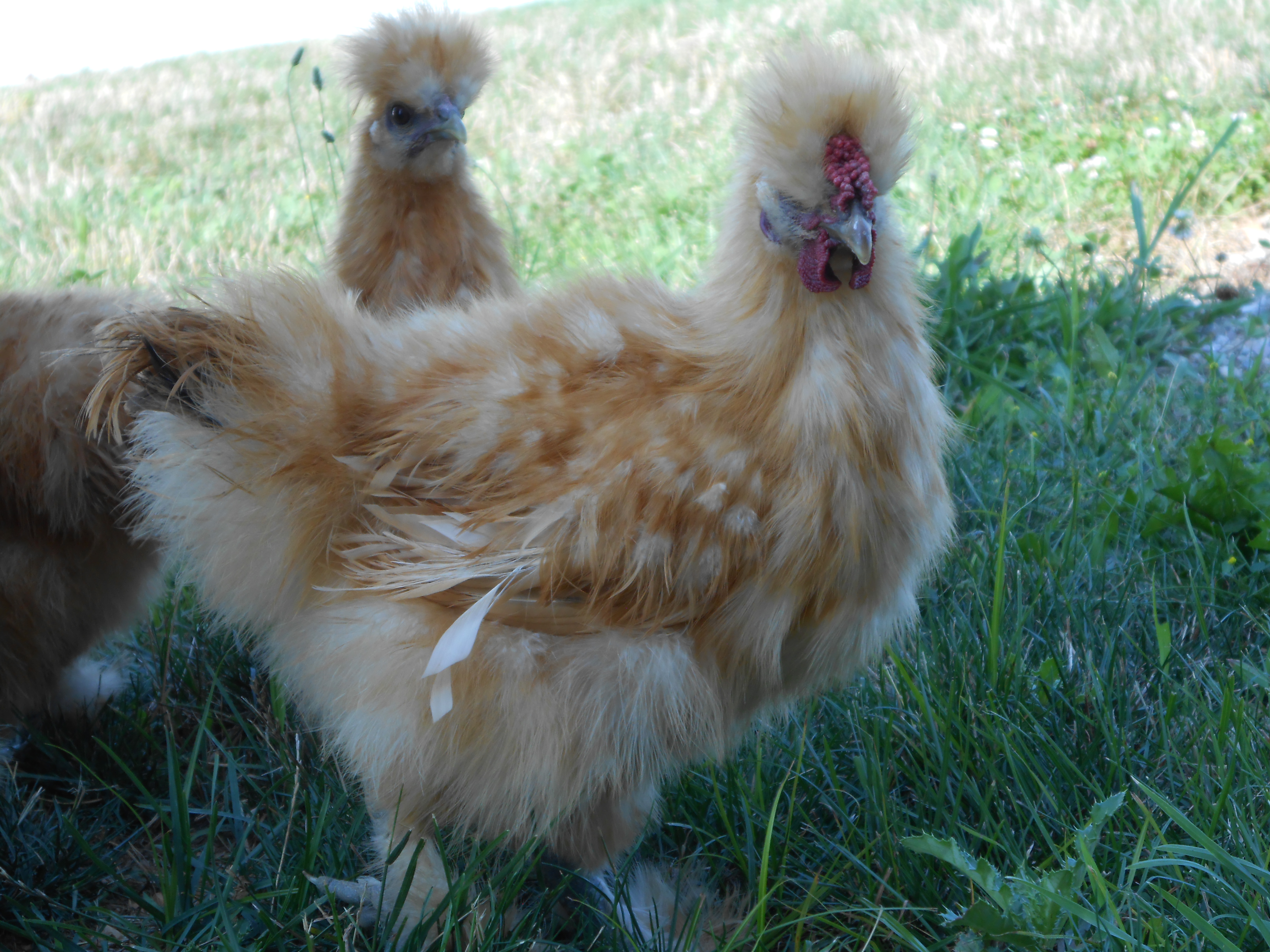 Selena's 1st clutch - cockerel