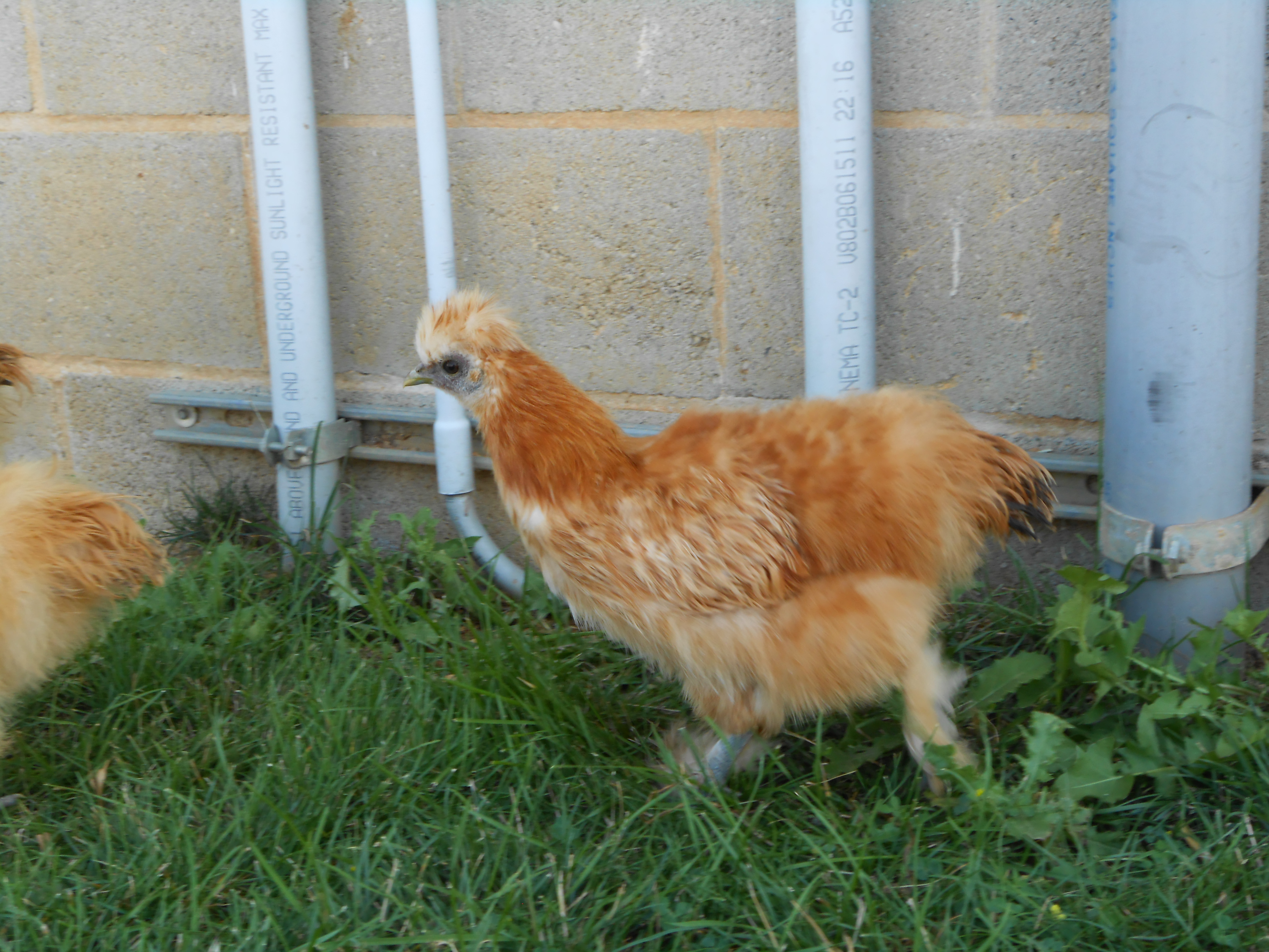 Selena's 1st clutch - pullet