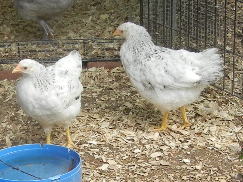 Selene and Astrid, my beautiful Delawares
