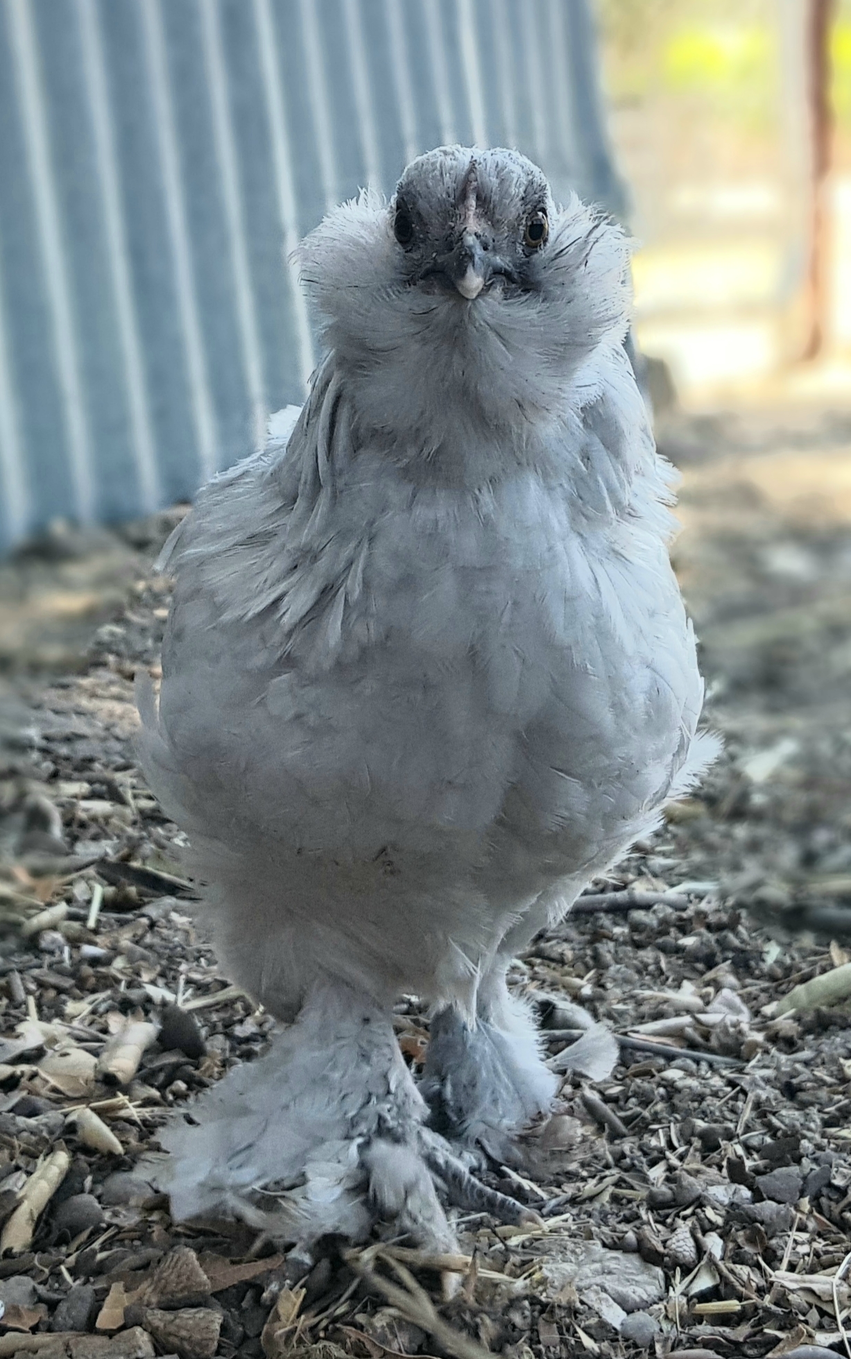 Self Bleu d'Uccle.jpg