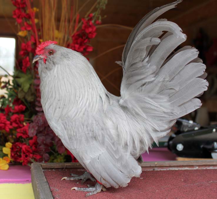 Self Blue d'Anvers bantams