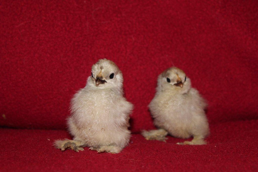 Self Blue D'Uccle Chicks