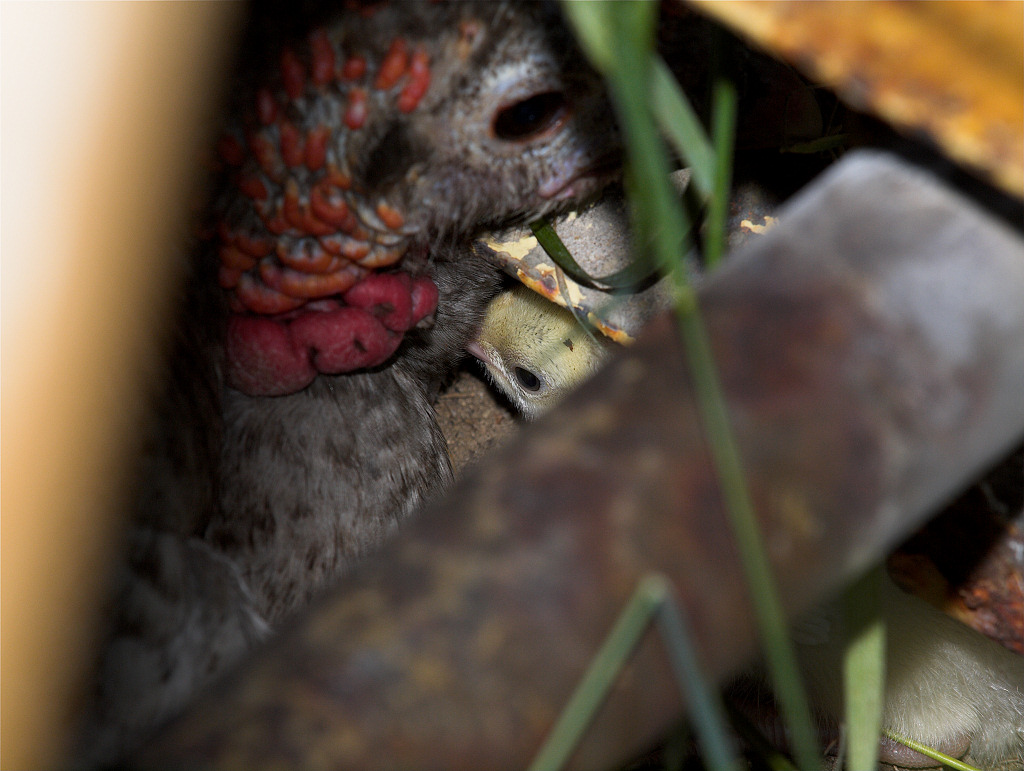 Self Blue poult and Blue Slate hen