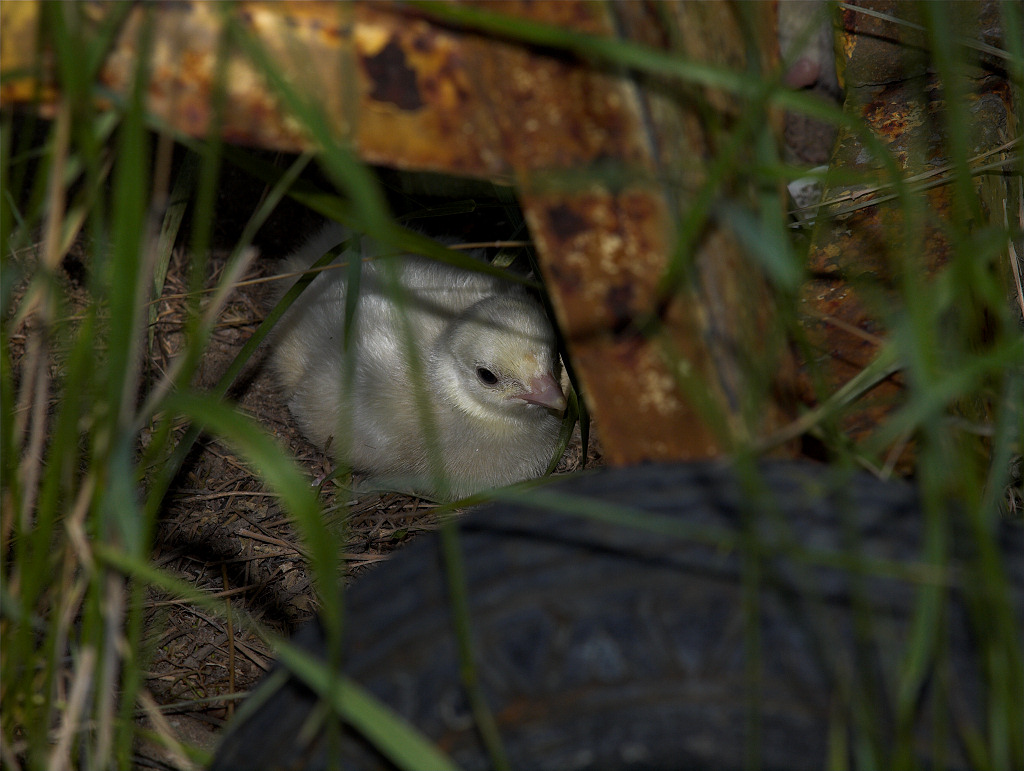 Self Blue poult