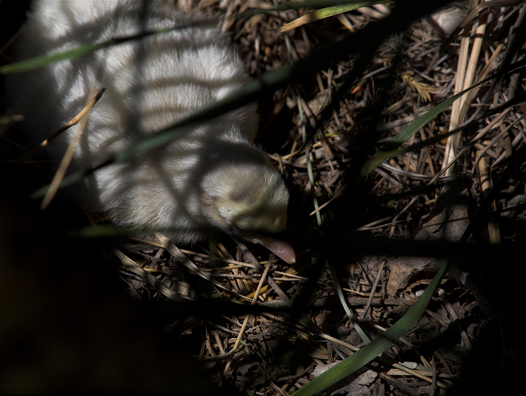Self Blue poult