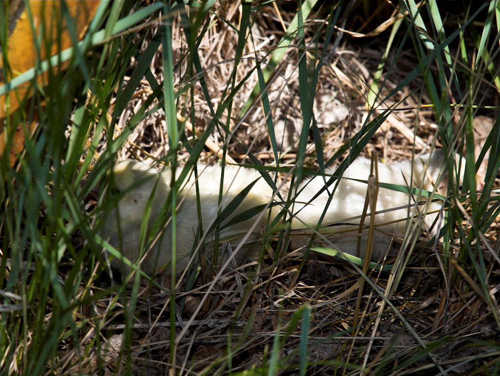 Self Blue poults