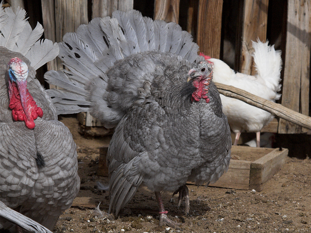 Self Blue tom and Blue Slate hen