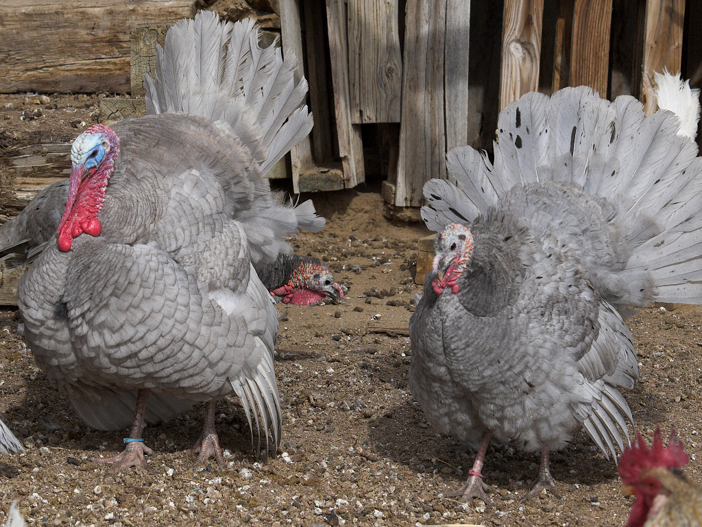 Self Blue tom and Blue Slate hen