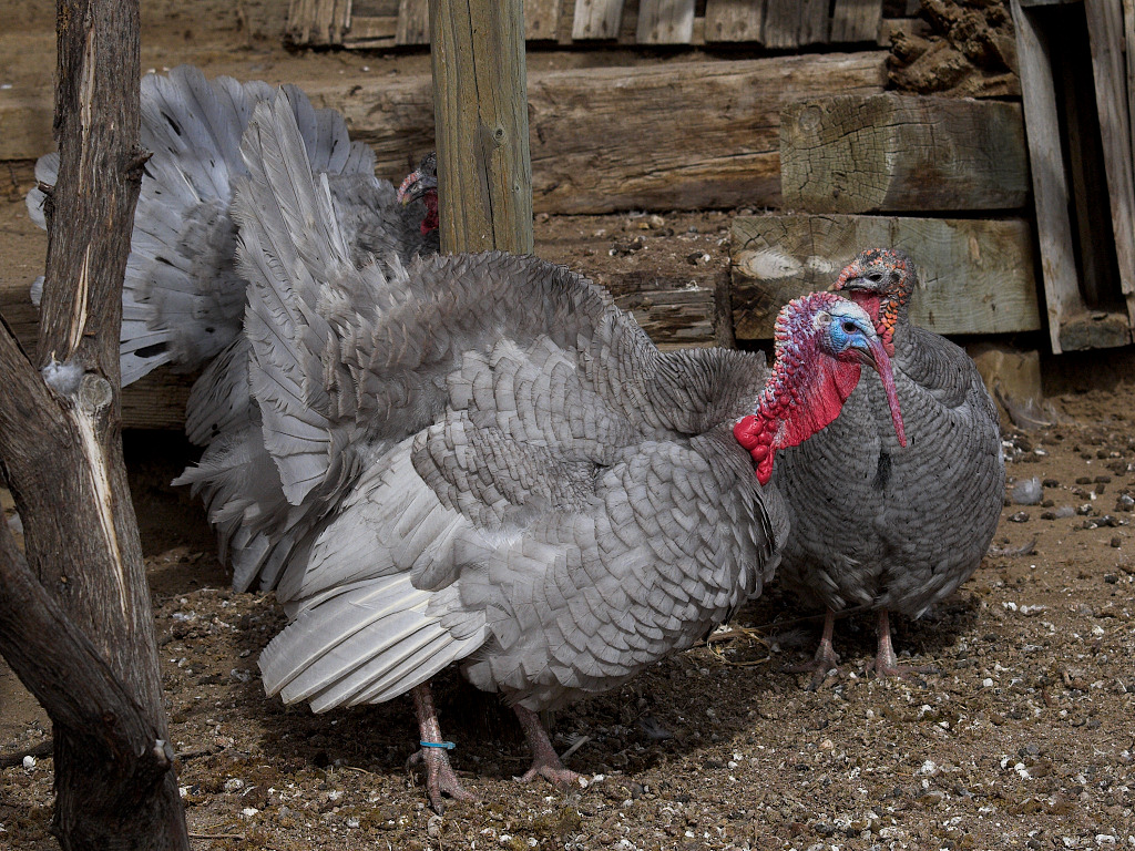 Self Blue tom and Blue Slate hens