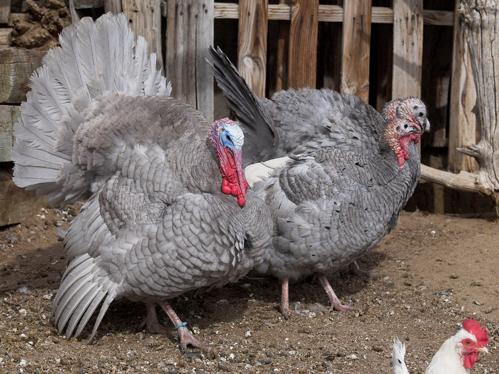 Self Blue tom and Blue Slate hens
