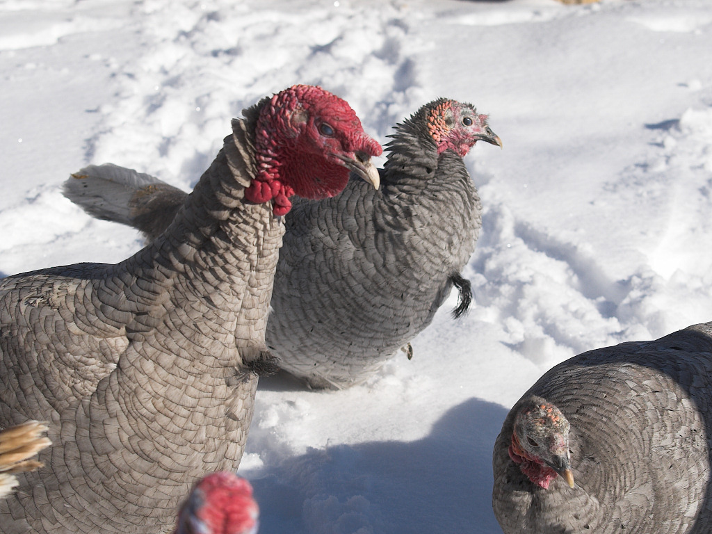 Self Blue tom with 2 Blue Slate hens
