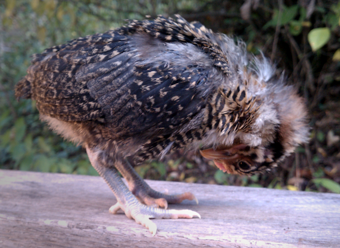 self-examination (one step in the determination of the sex of a chick ~'-)