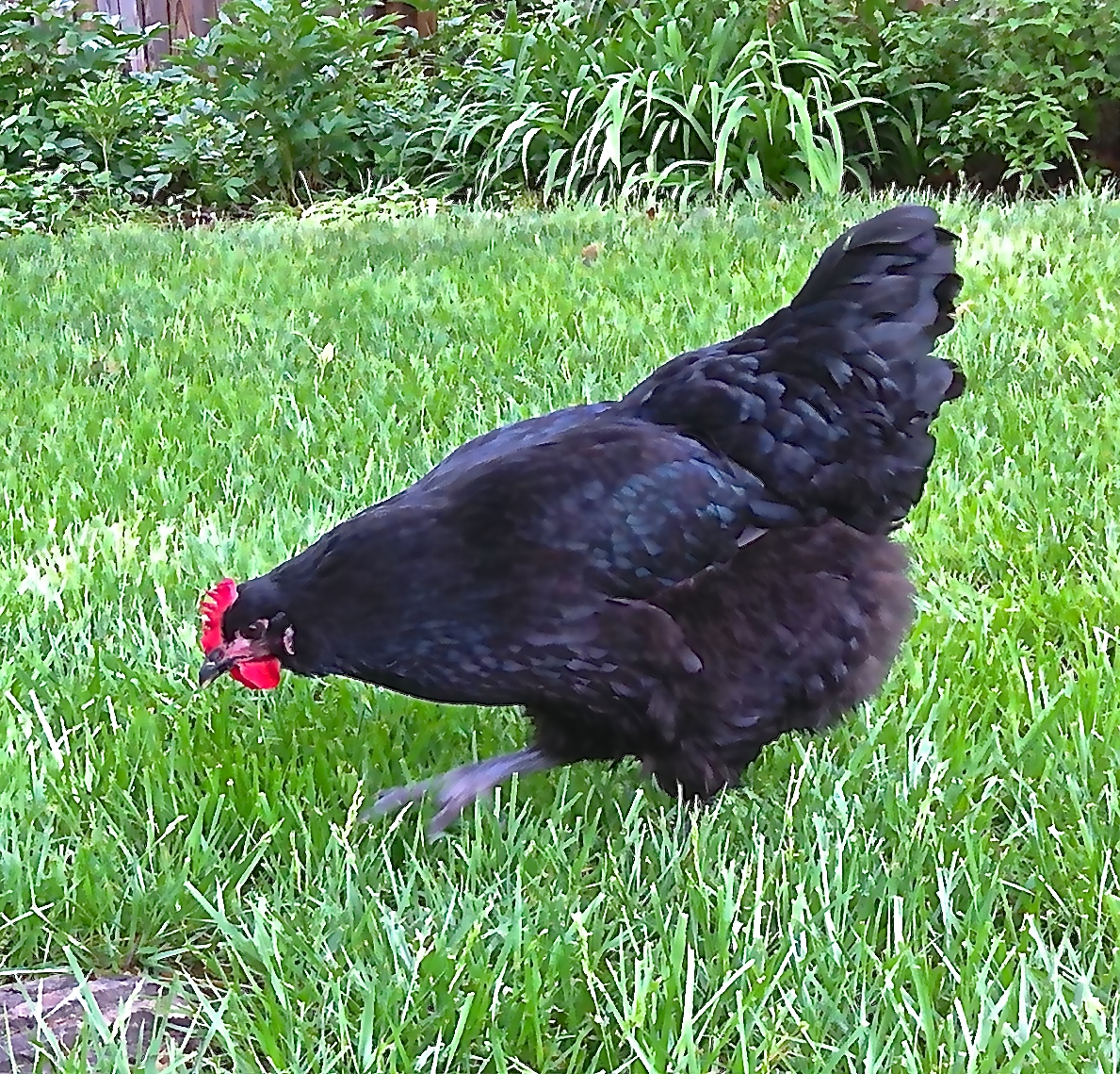 Selma was bought as a "blue orpington" pullet who is a lovely shade of black. The easiest of all the girls to catch, Selma is too large to go anywhere very quickly! She's very quiet, calm, and the #2 to the barred rock.