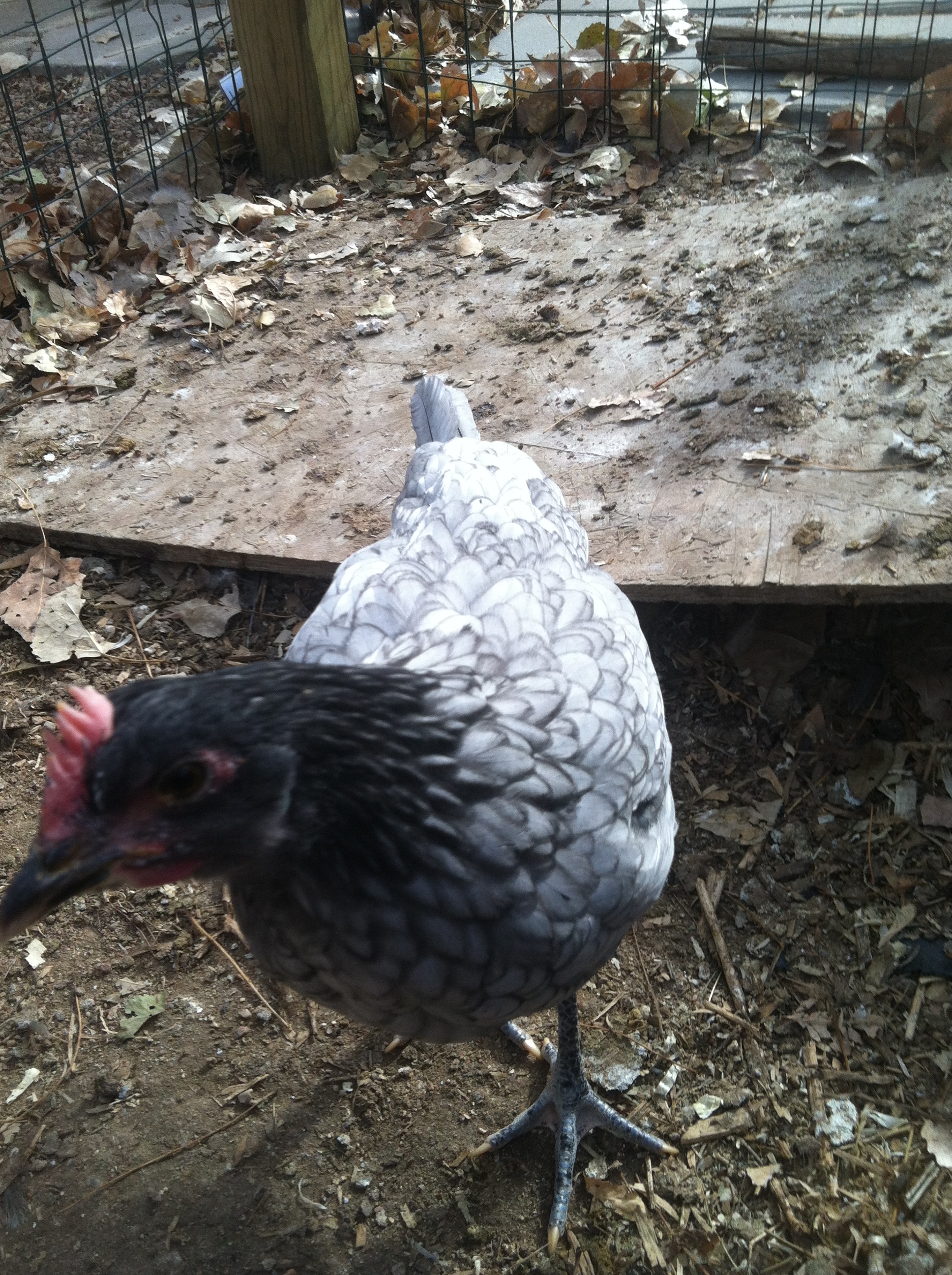 Semper a Blue Andalusion.