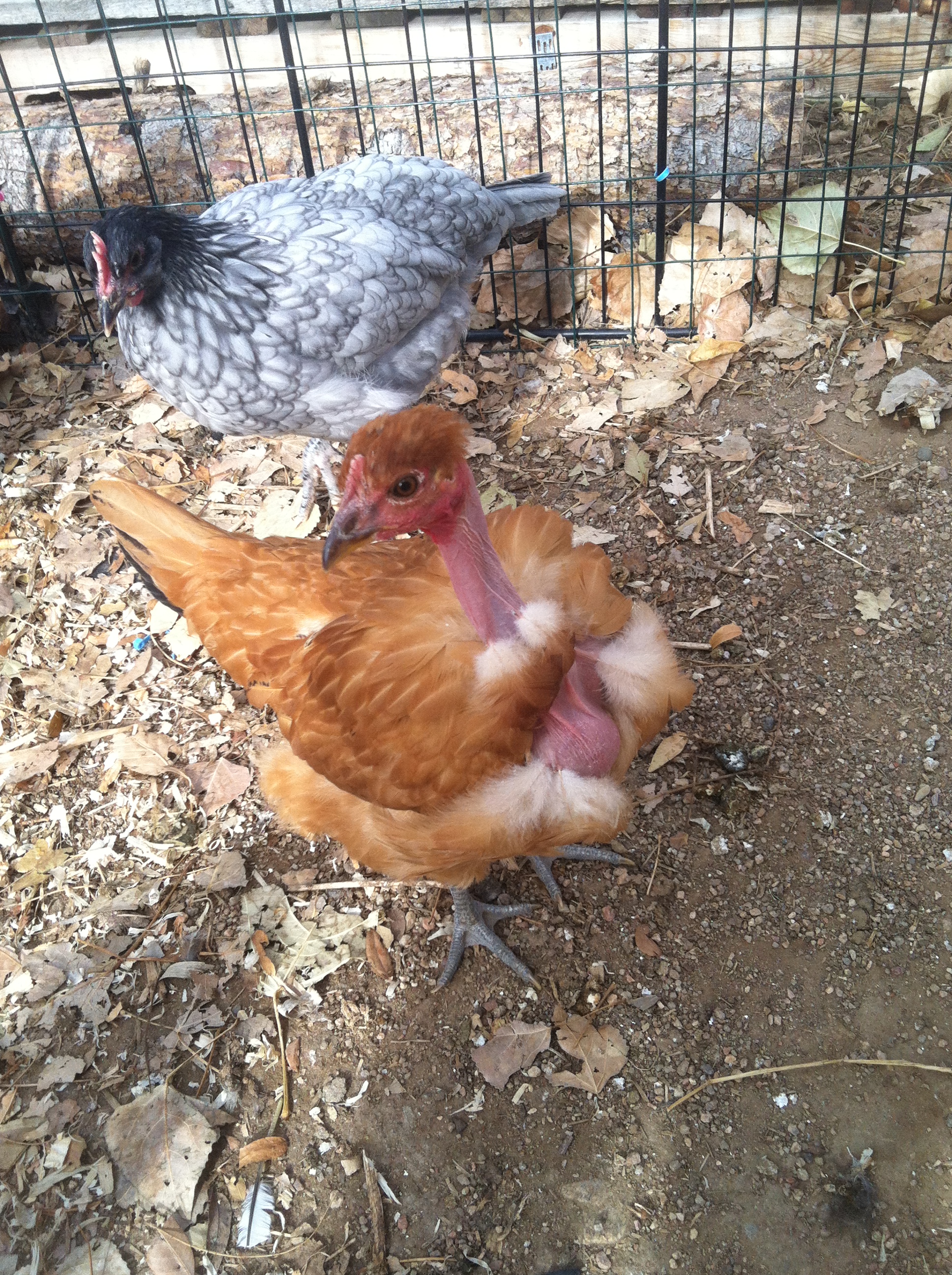 Semper and Henryedda our Turken.