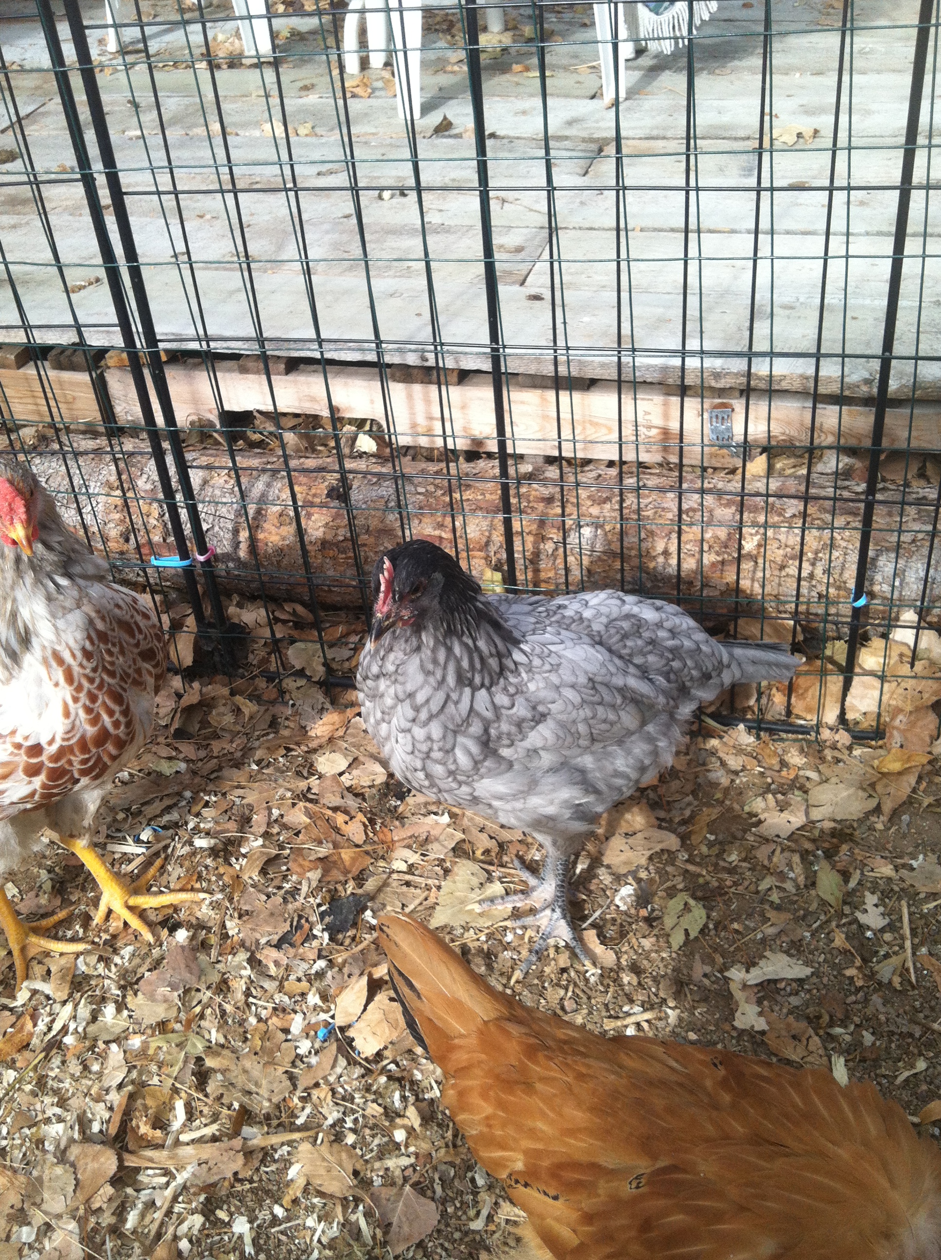 Semper Fi a Blue Andalusion..