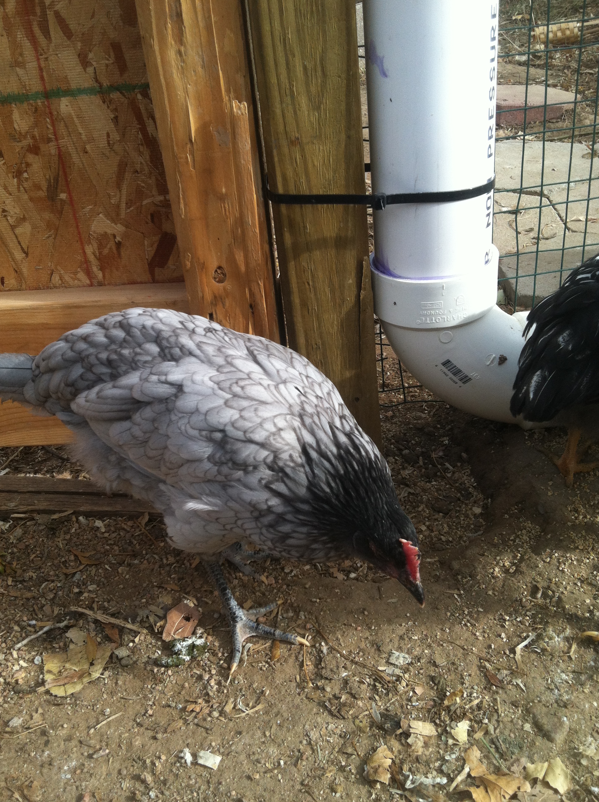 Semper foraging for worms and bugs.