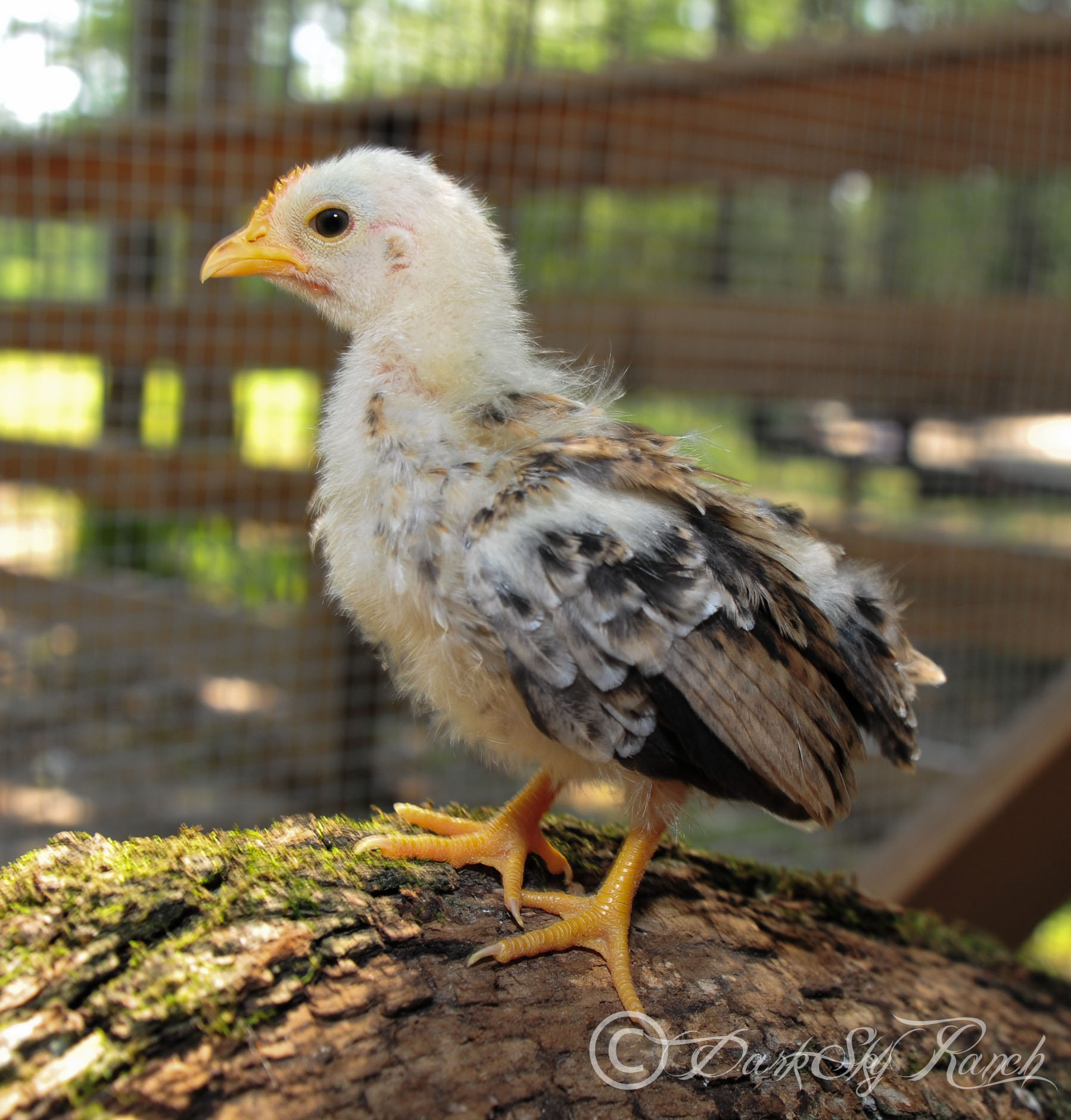 Serama, about 7.5 weeks old