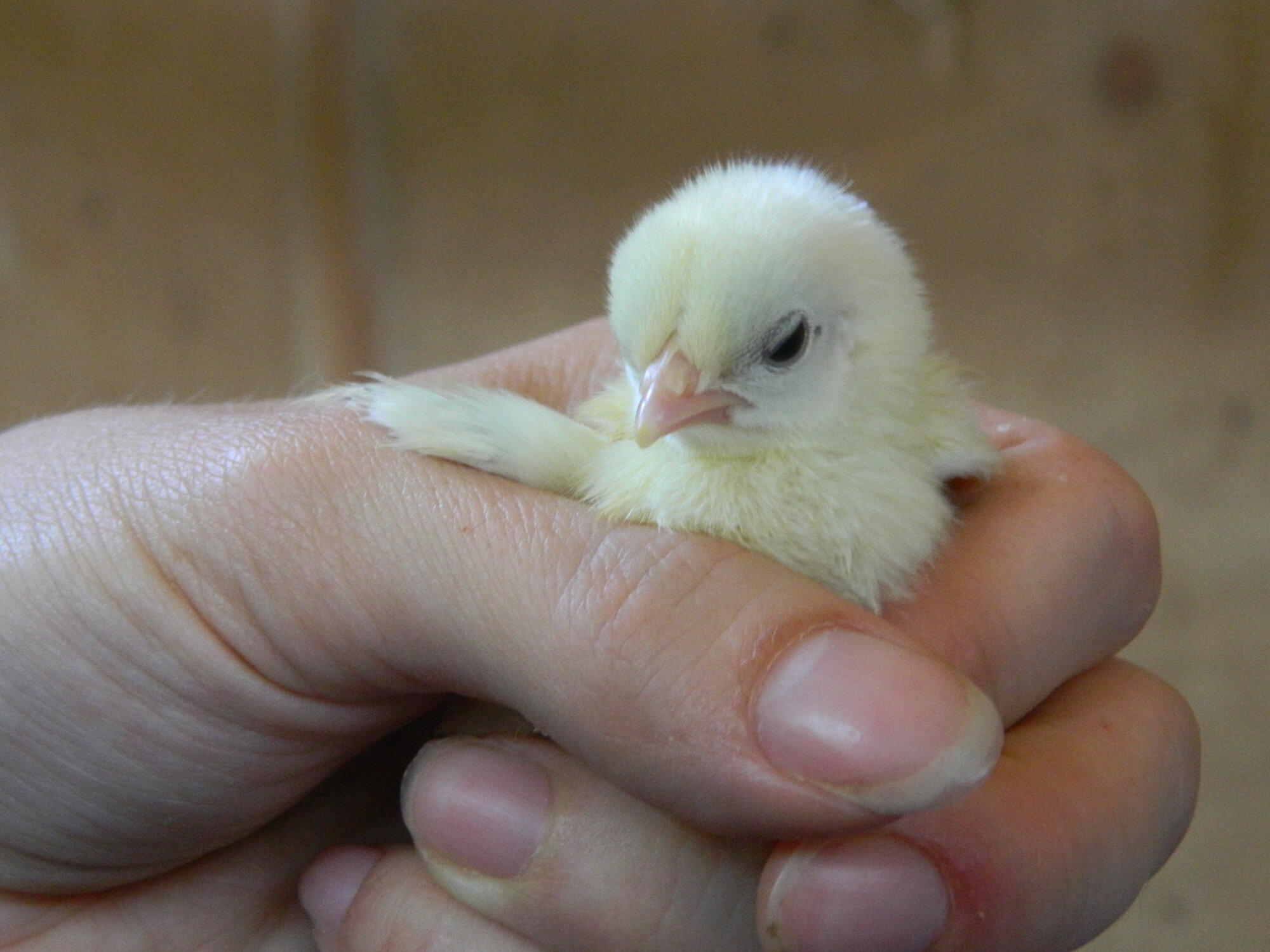 Serama baby, using my knuckles as a wing rest